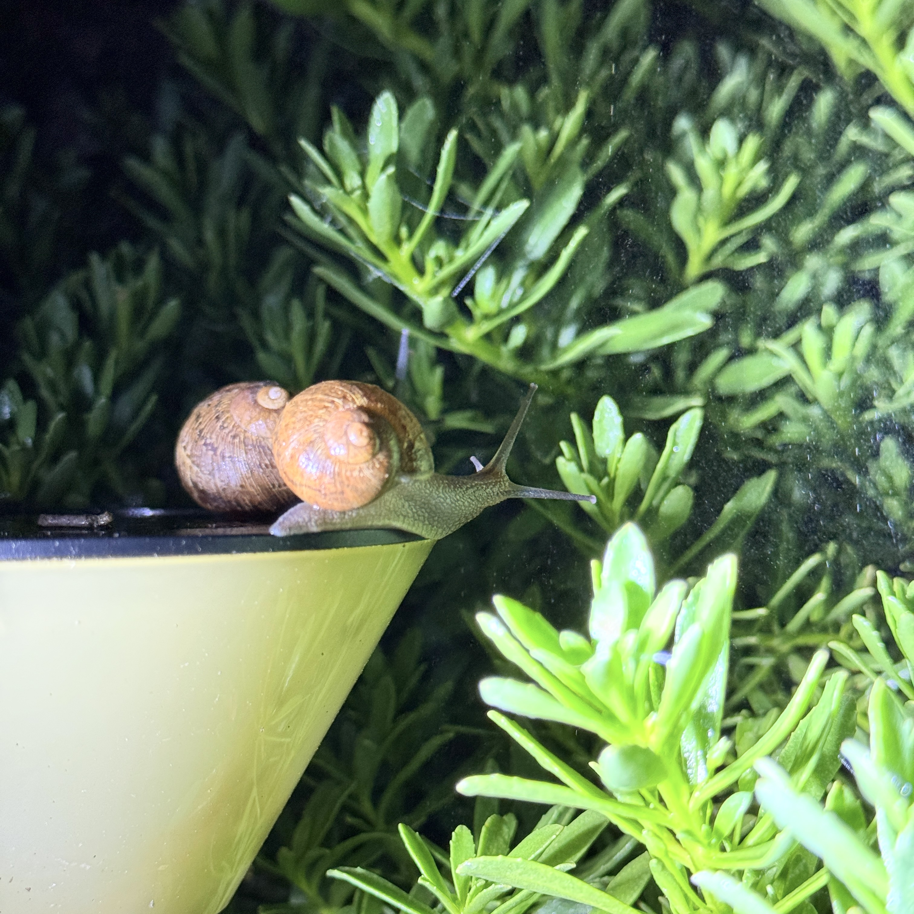 Juvenile Garden Snail (Cornu aspersum) 