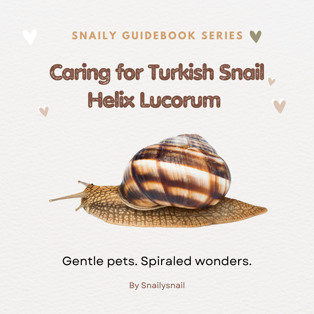 Snail Care Guide Book - Helix Lucorum Turkish Snail