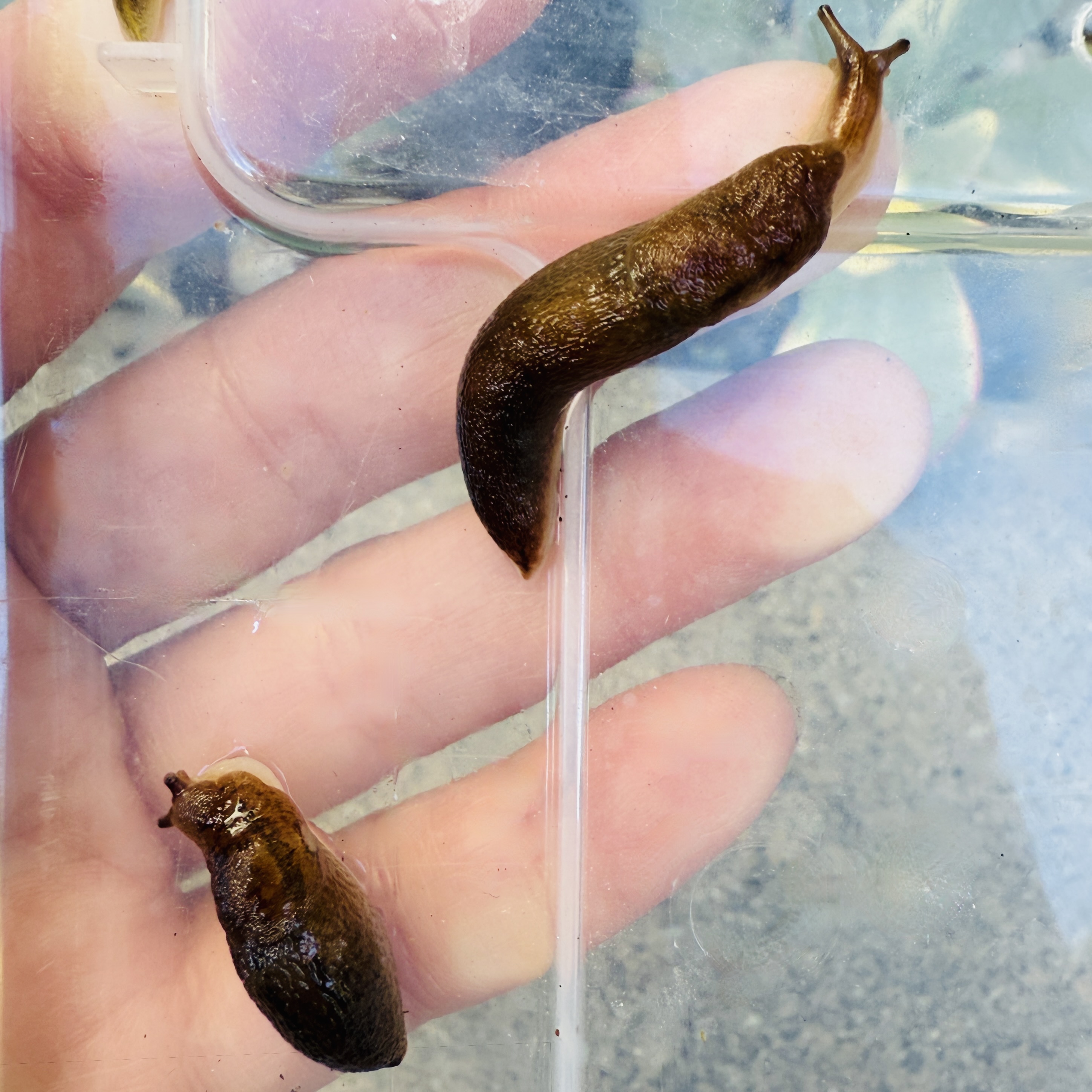 Balkan Three-band Garden Slug (Genus Ambigolimax)