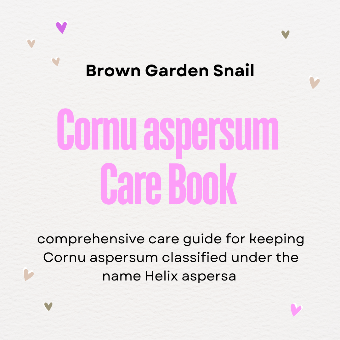 Garden Snail Cornu aspersum Care Guide