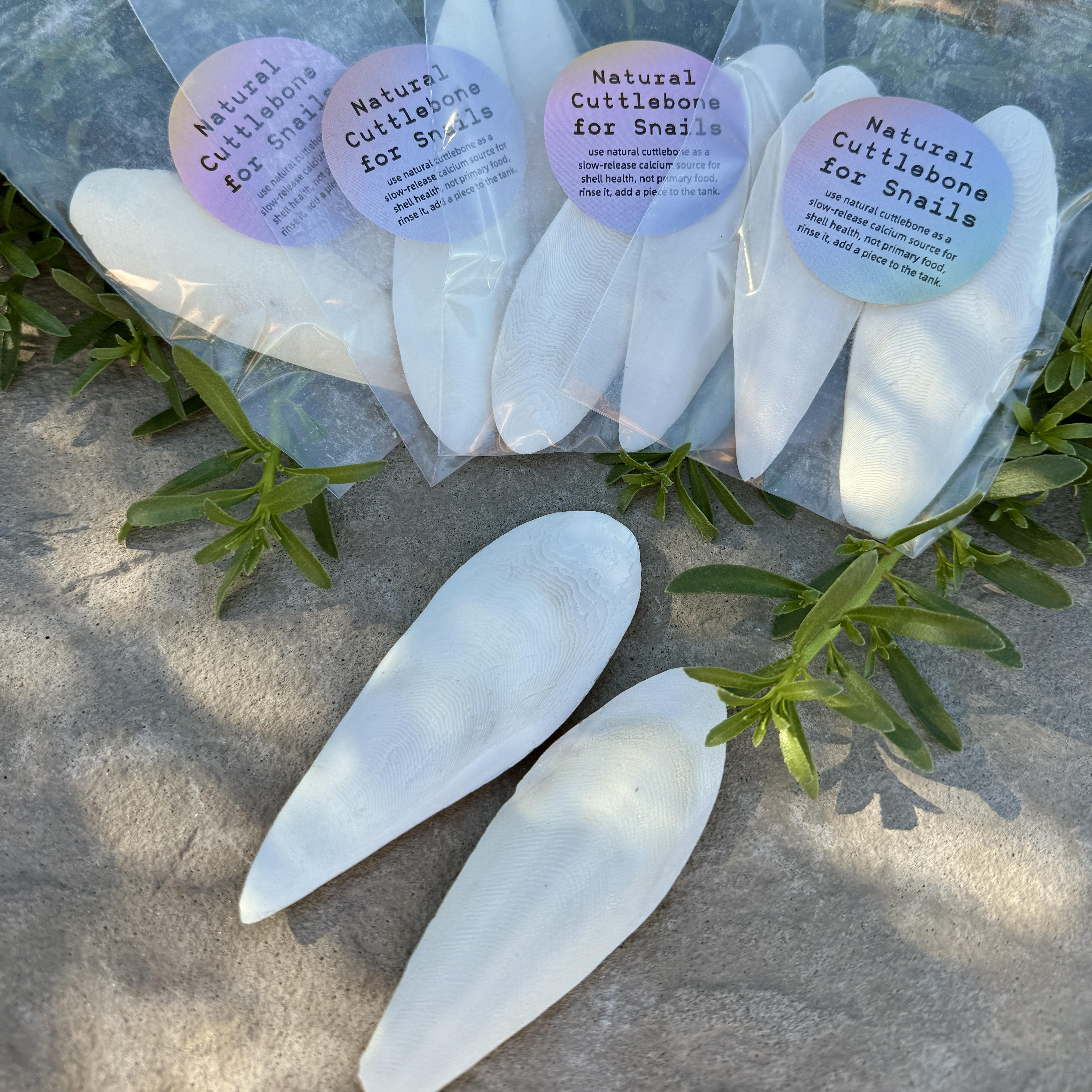 Natural Calcium Supplement Premium Cuttlebone 2PK