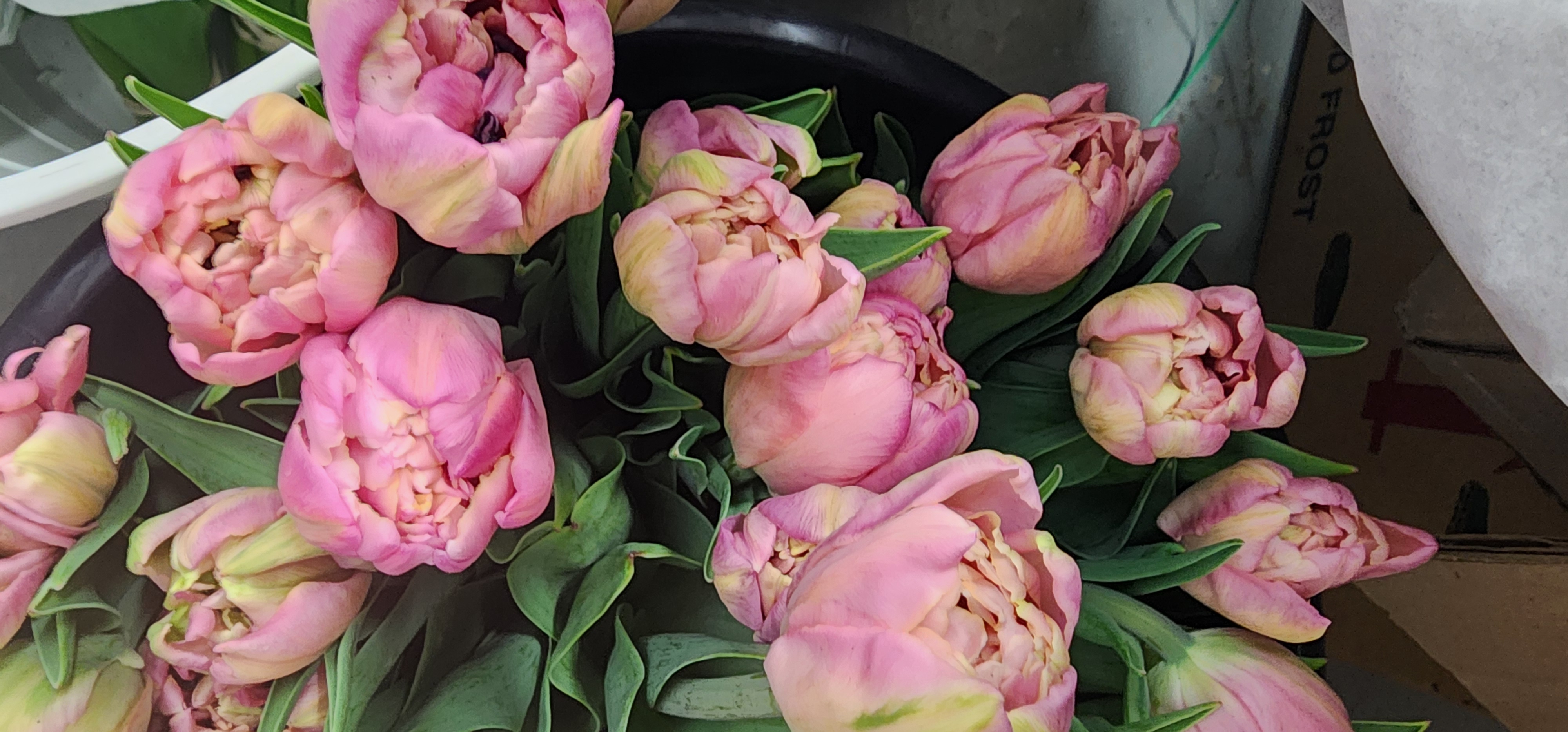 Pink Double Tulip