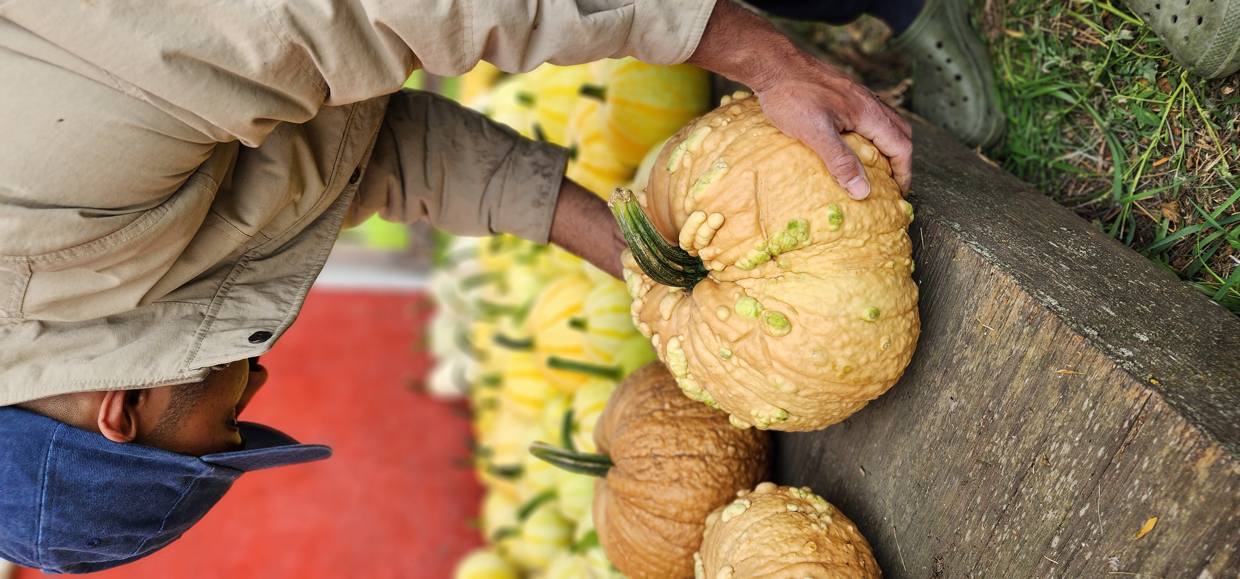 PRE ORDERS PUMPKIN ARRANGEMENTS