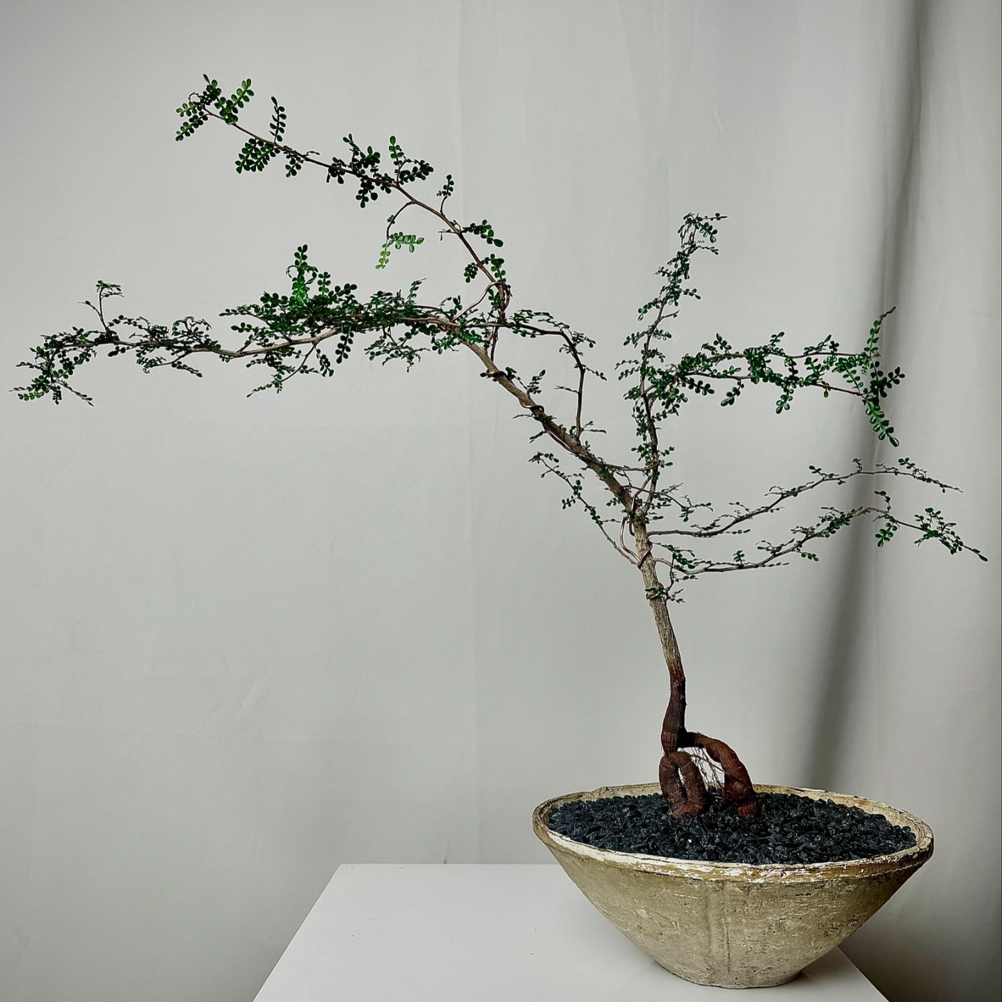 Operculicarya Pachypus in Grey Cone Planter