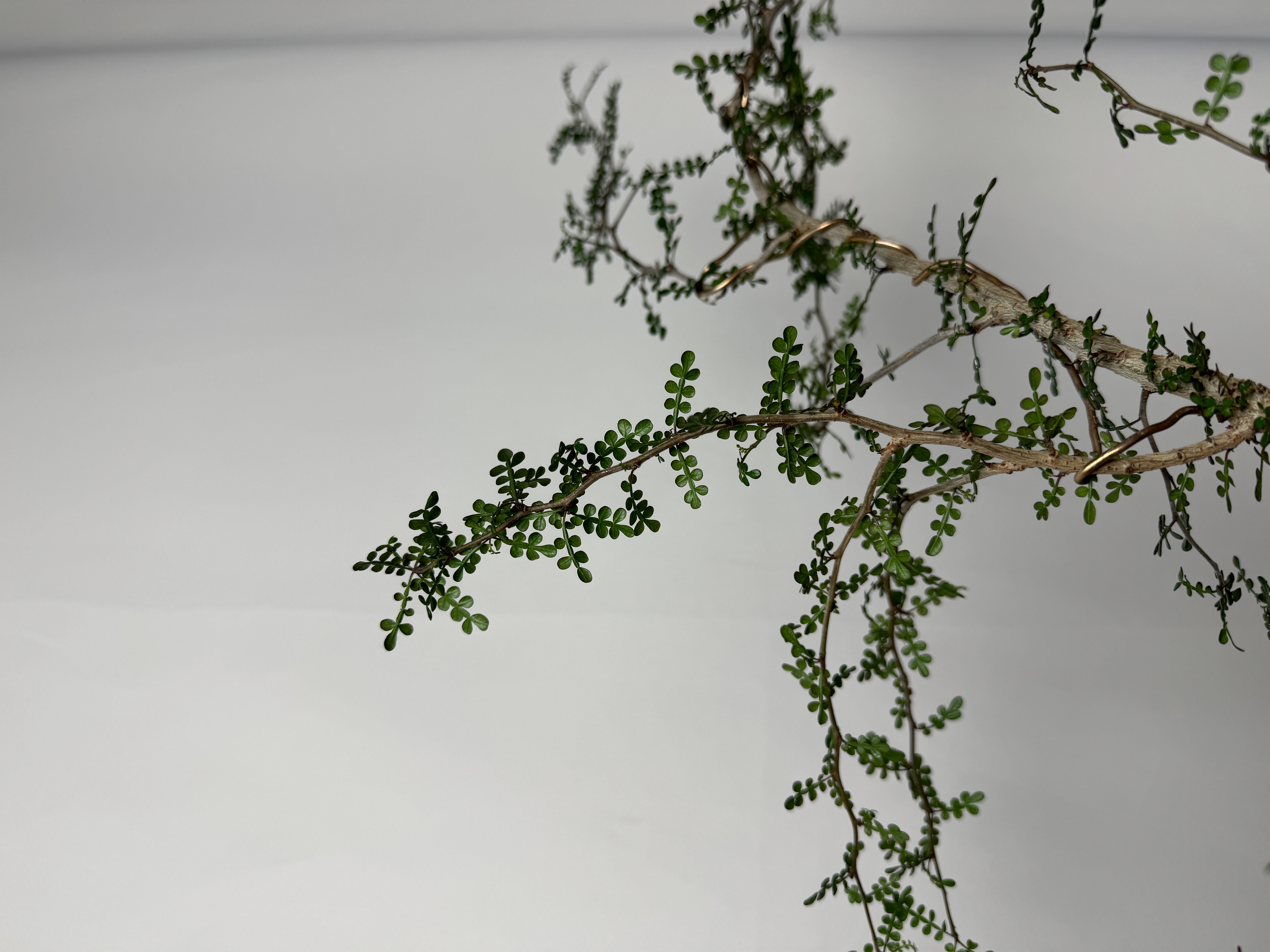 Operculicarya Pachypus in Grey Cone Planter