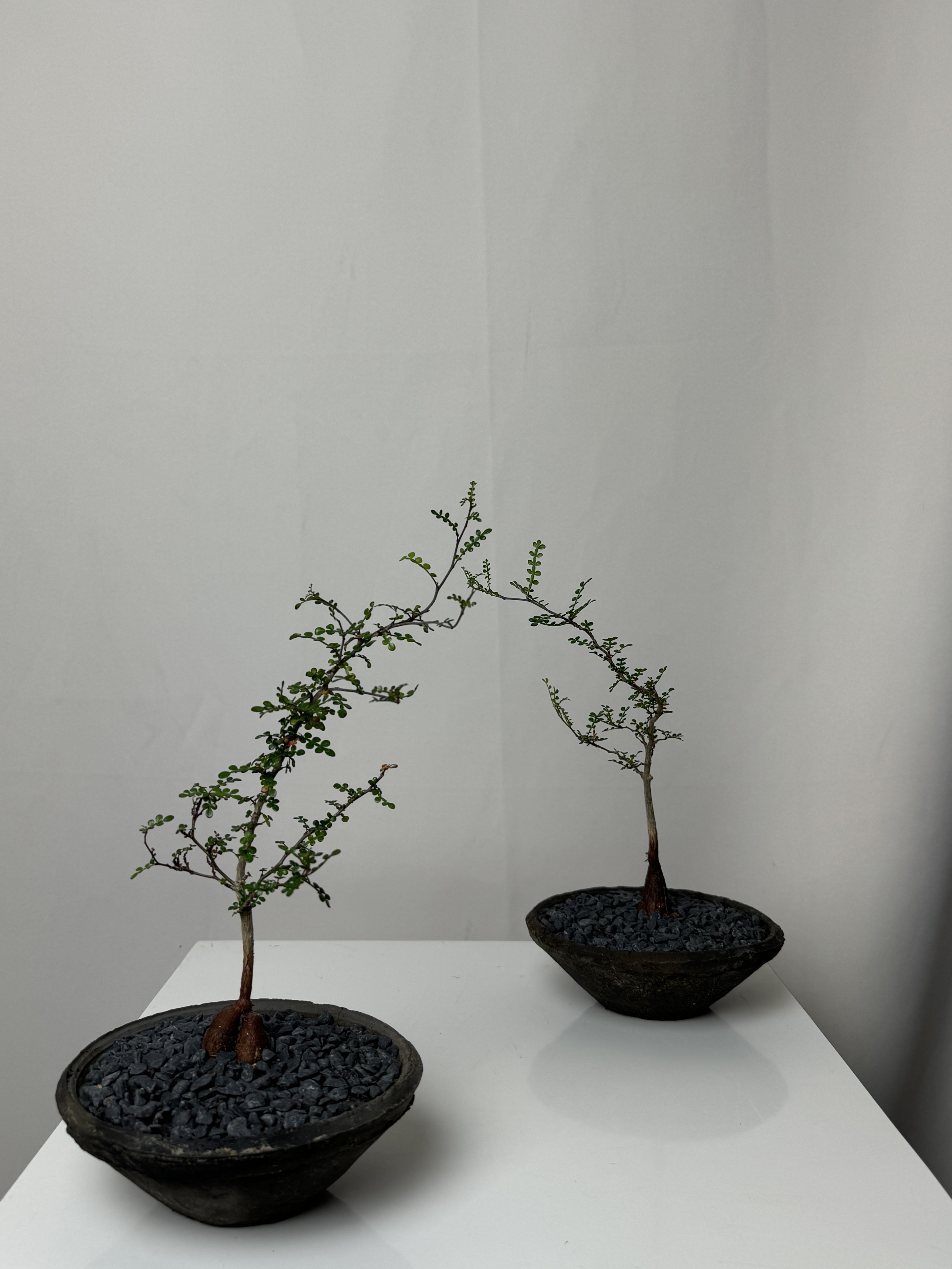 Operculicarya Pachypus in Small Grey Cone Planter