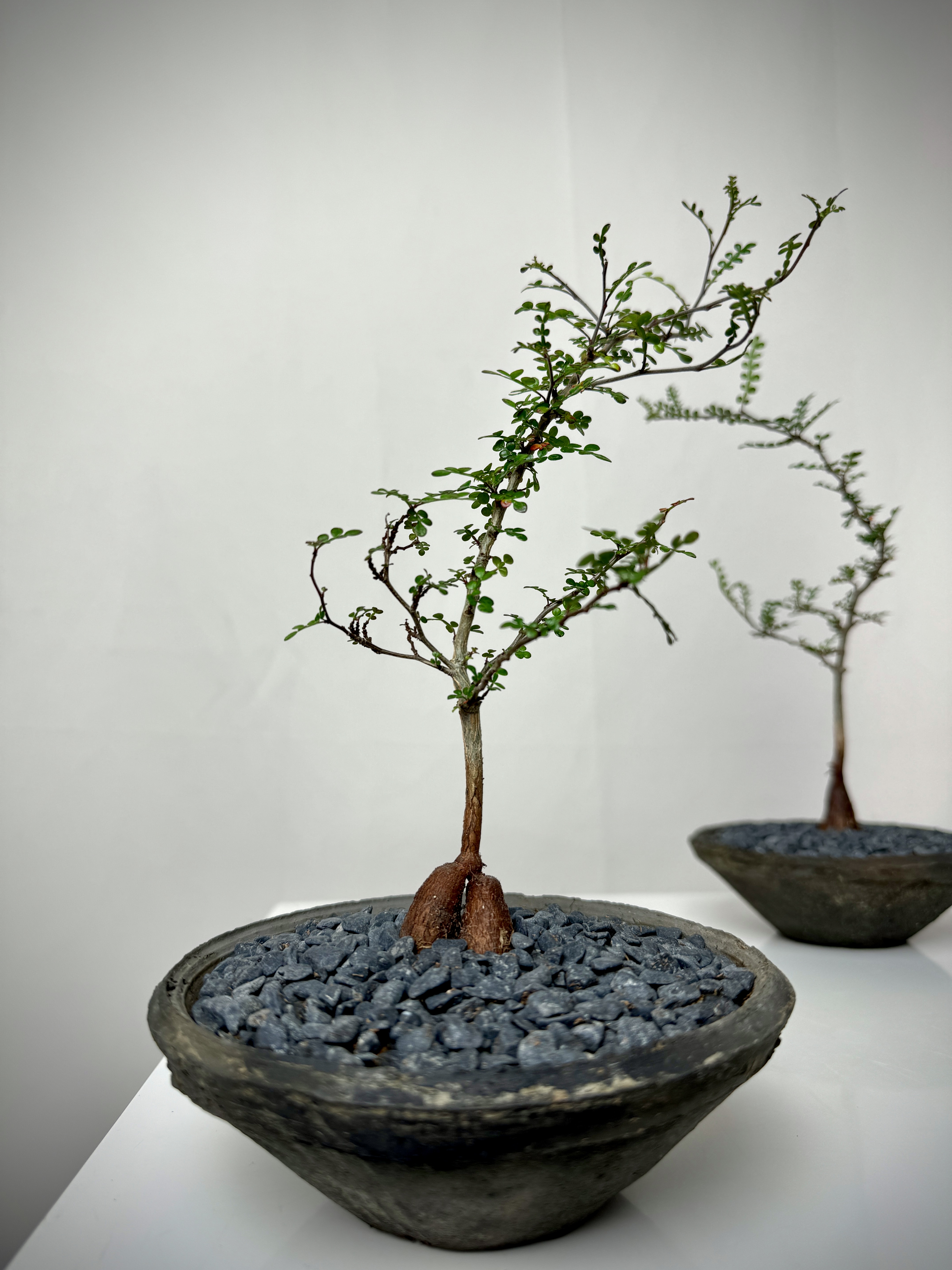 Operculicarya Pachypus in Small Grey Cone Planter