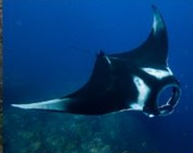 Raja Ampat LOB Trip 17 - 23 Mar 2026