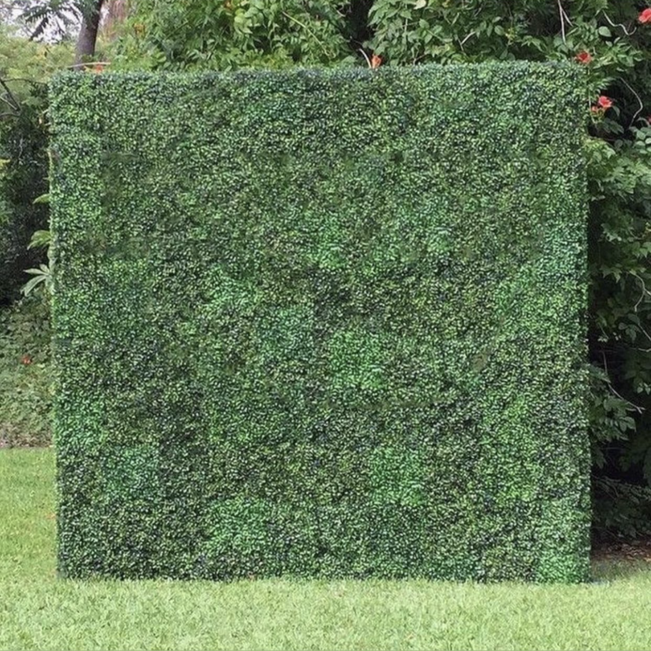 Boxwood Backdrop 