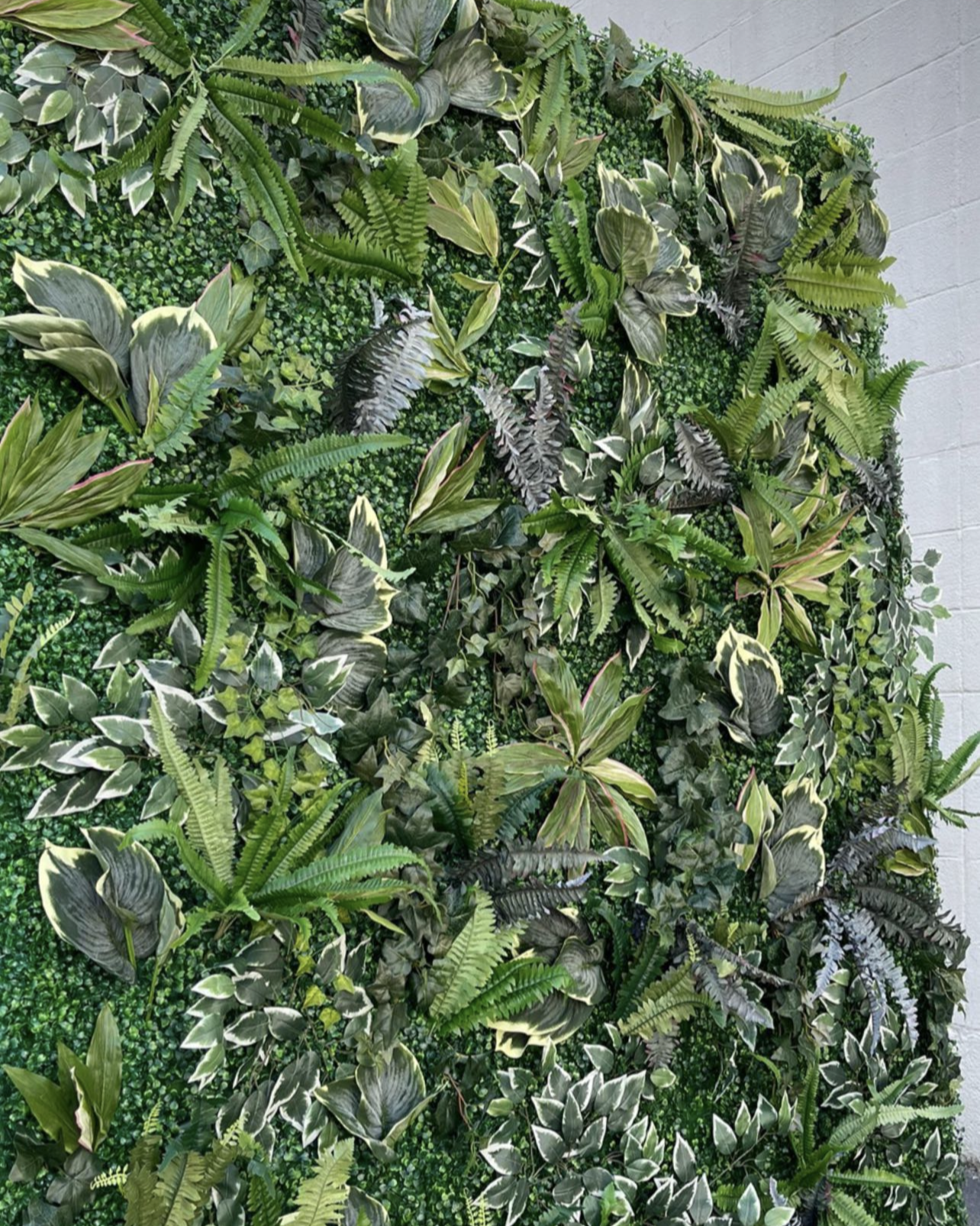 Havana Green Backdrop | 7x8'