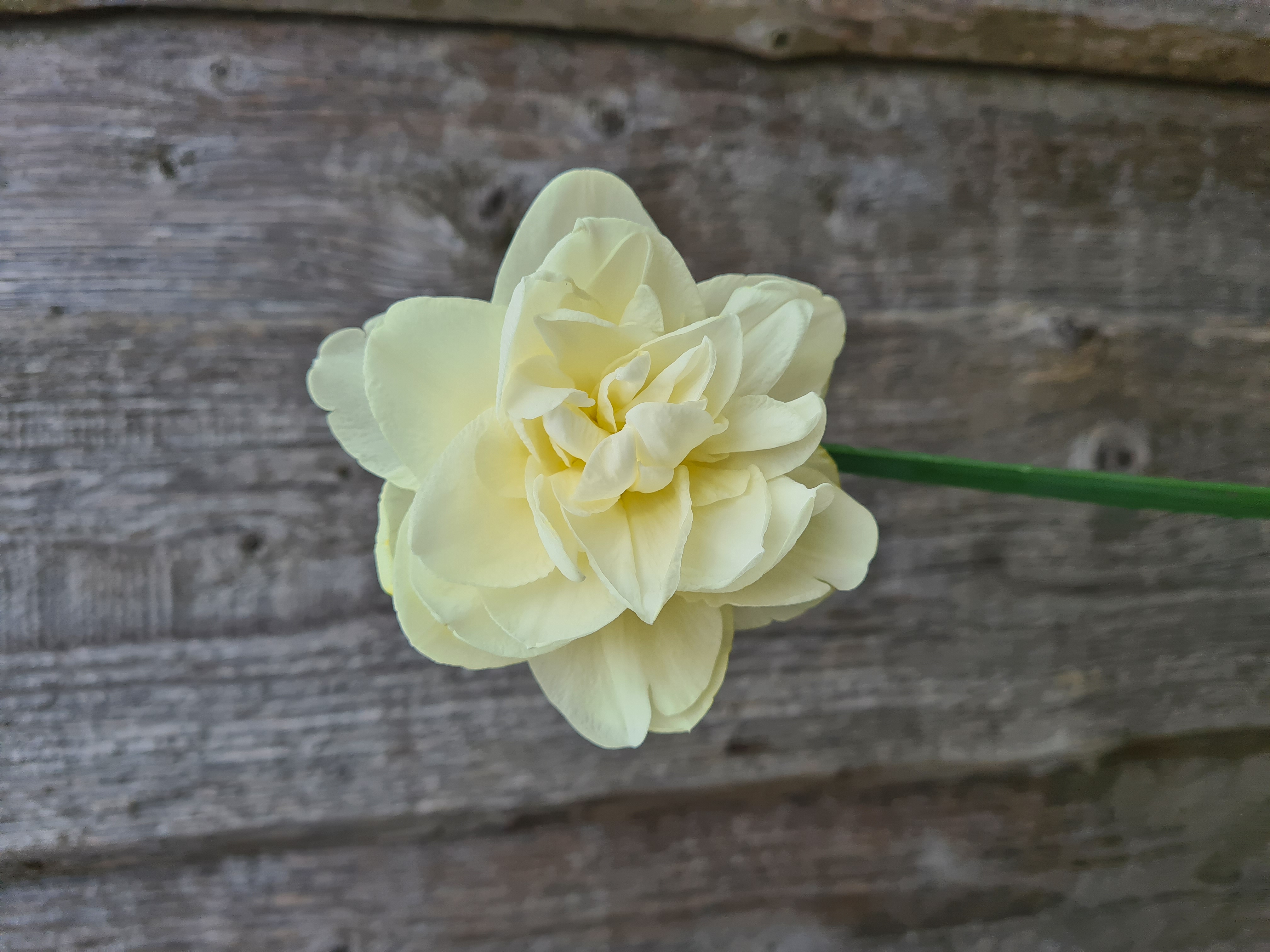 Narcizai OBDAM 30cm+ 10vnt.