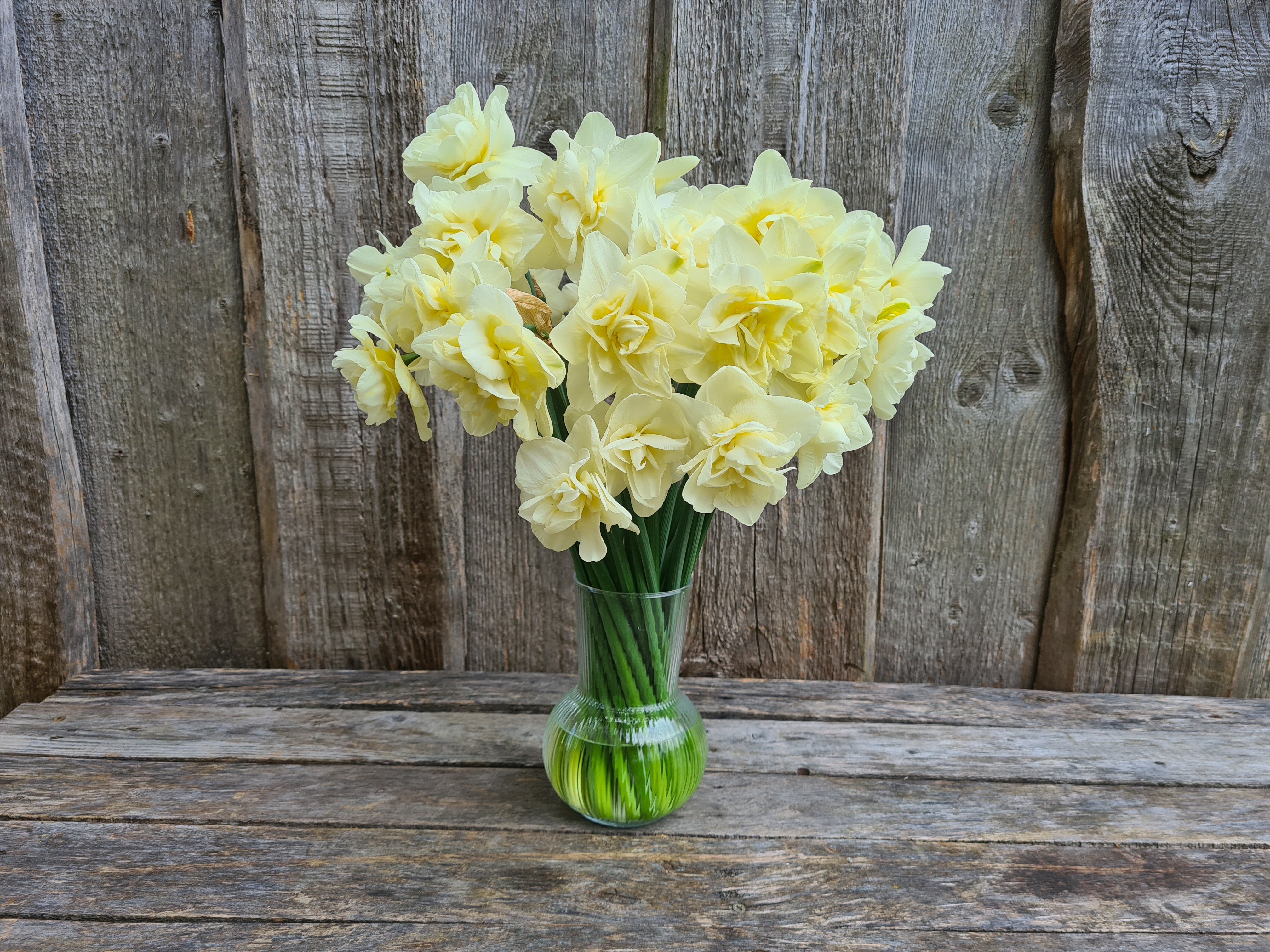 Narcizai OBDAM 30cm+ 10vnt.