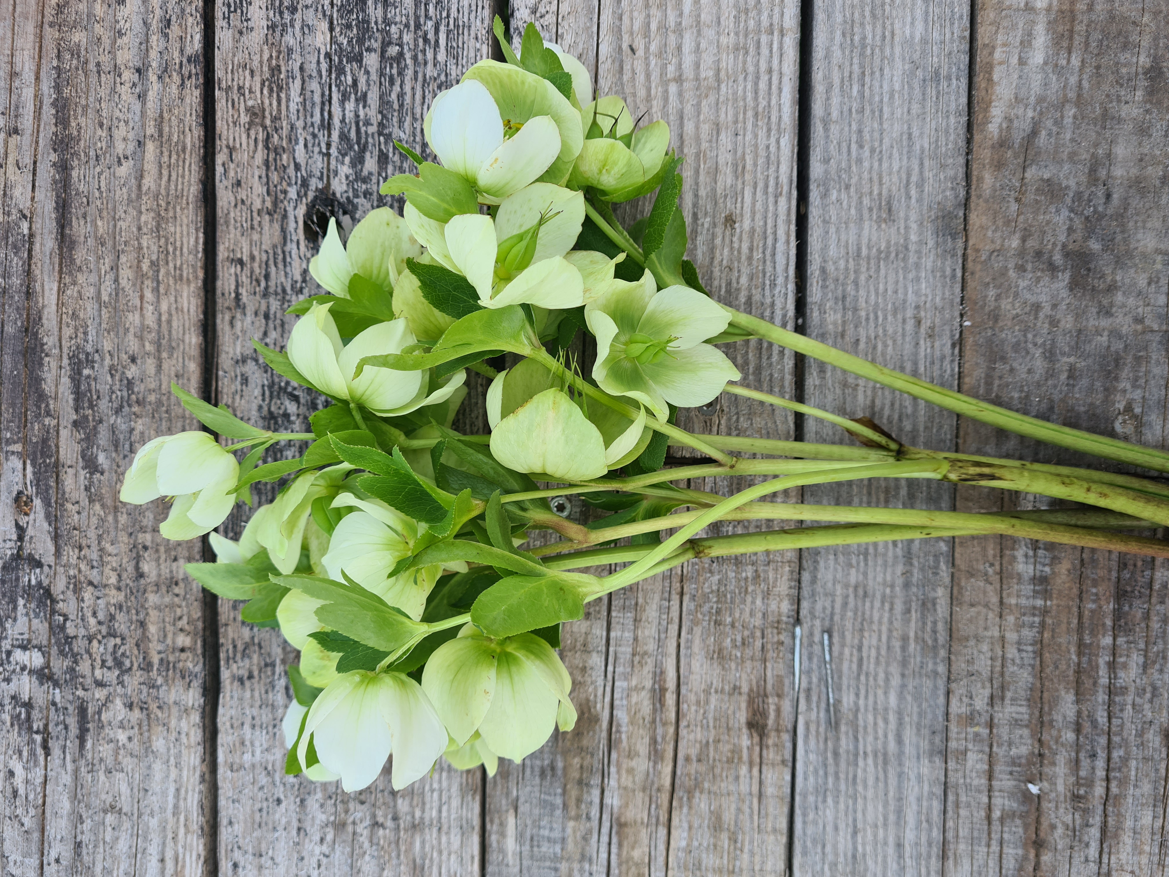 Eleborai balti (Helleborus), 5vnt.
