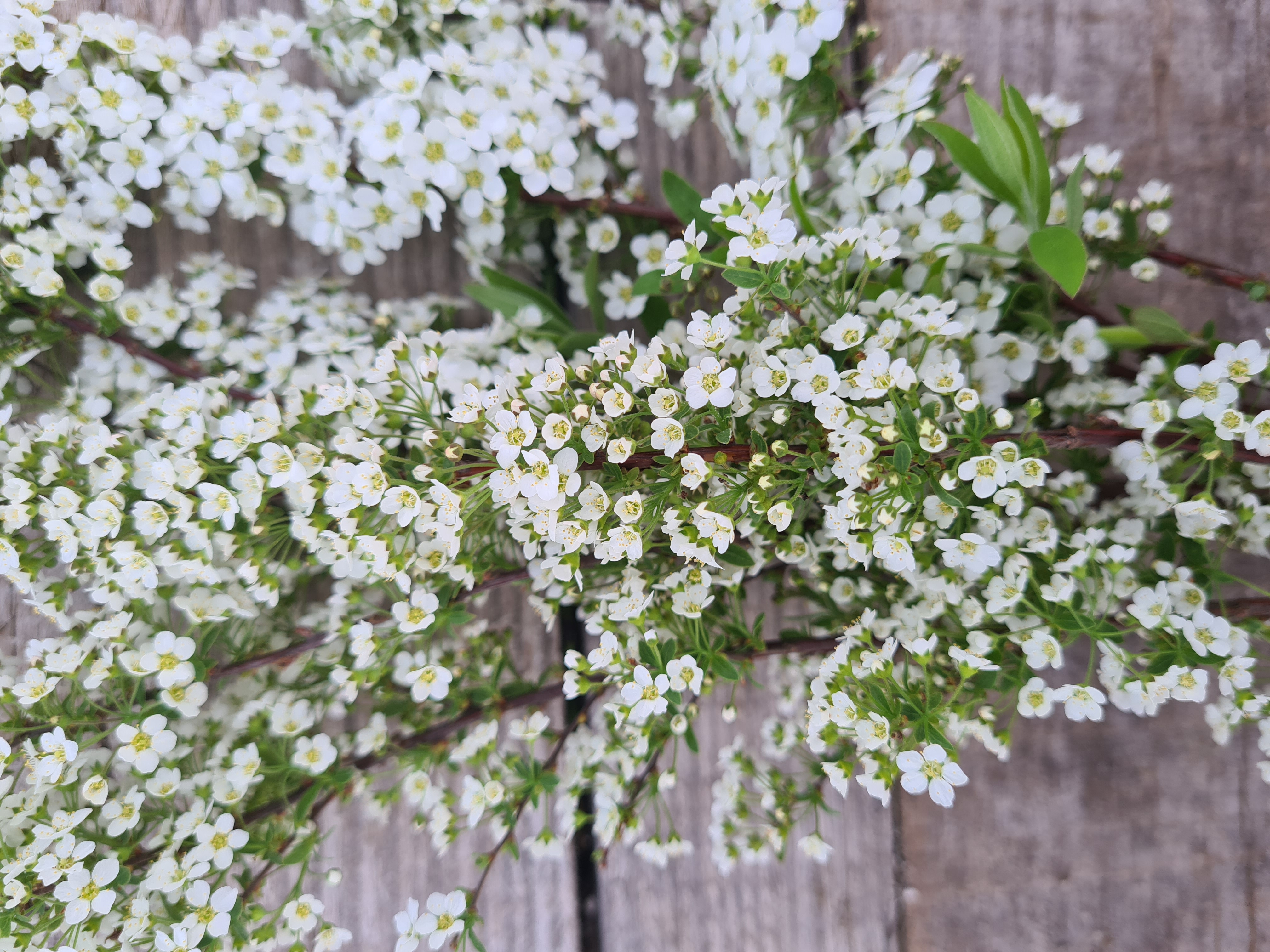 Lanksvos Grefsheim, 10vnt.