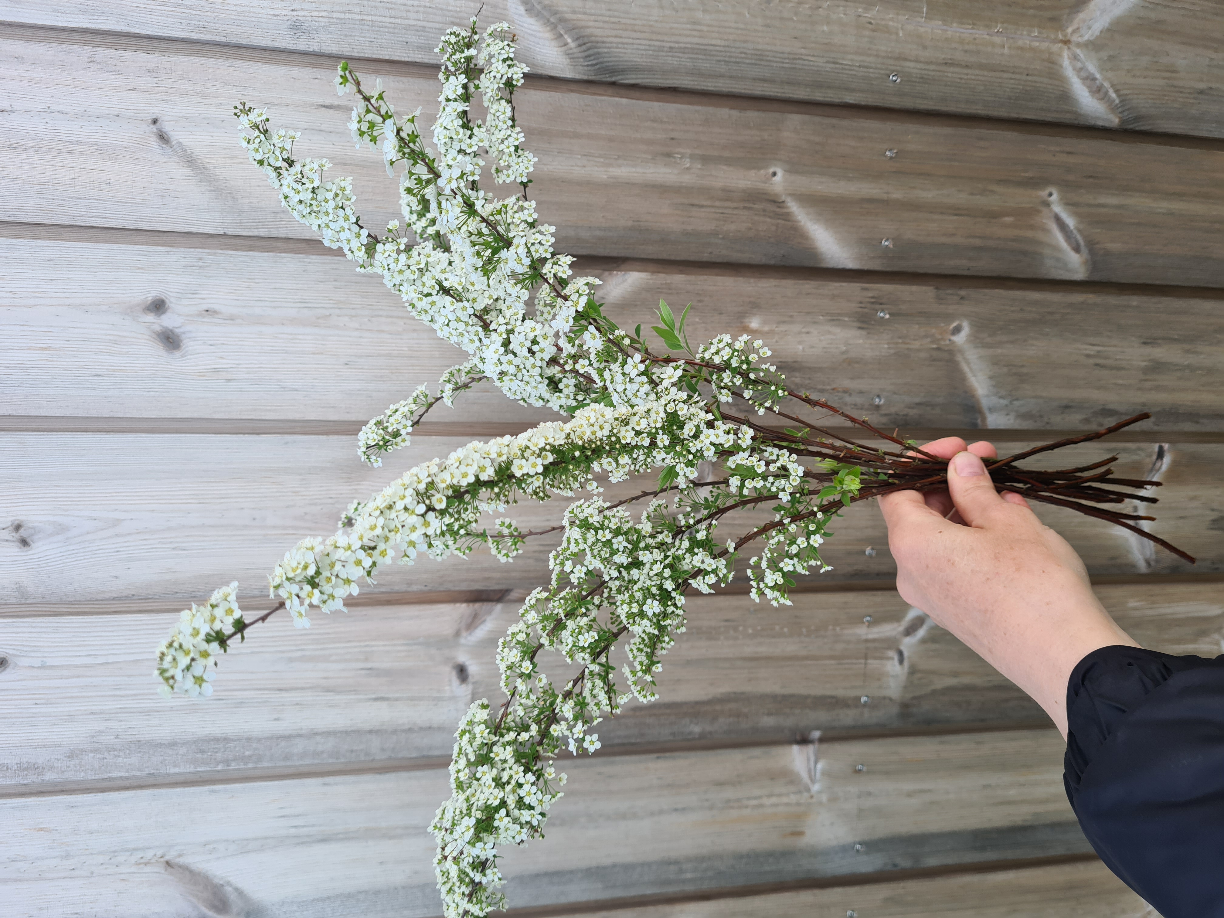 Lanksvos Grefsheim, 10vnt.