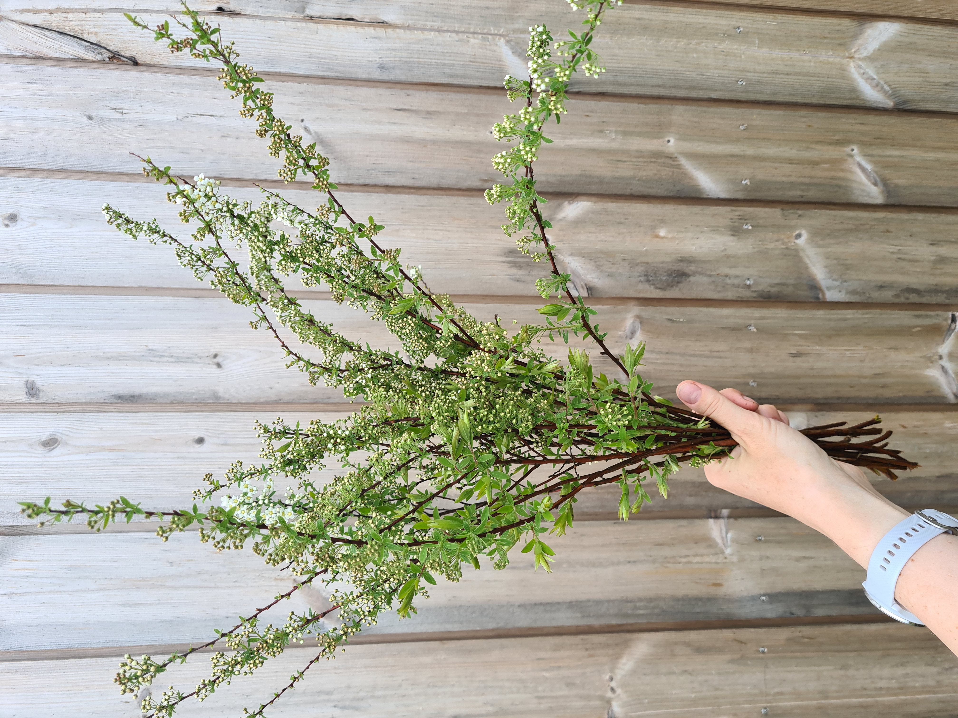 Lanksvos Grefsheim, 10vnt.