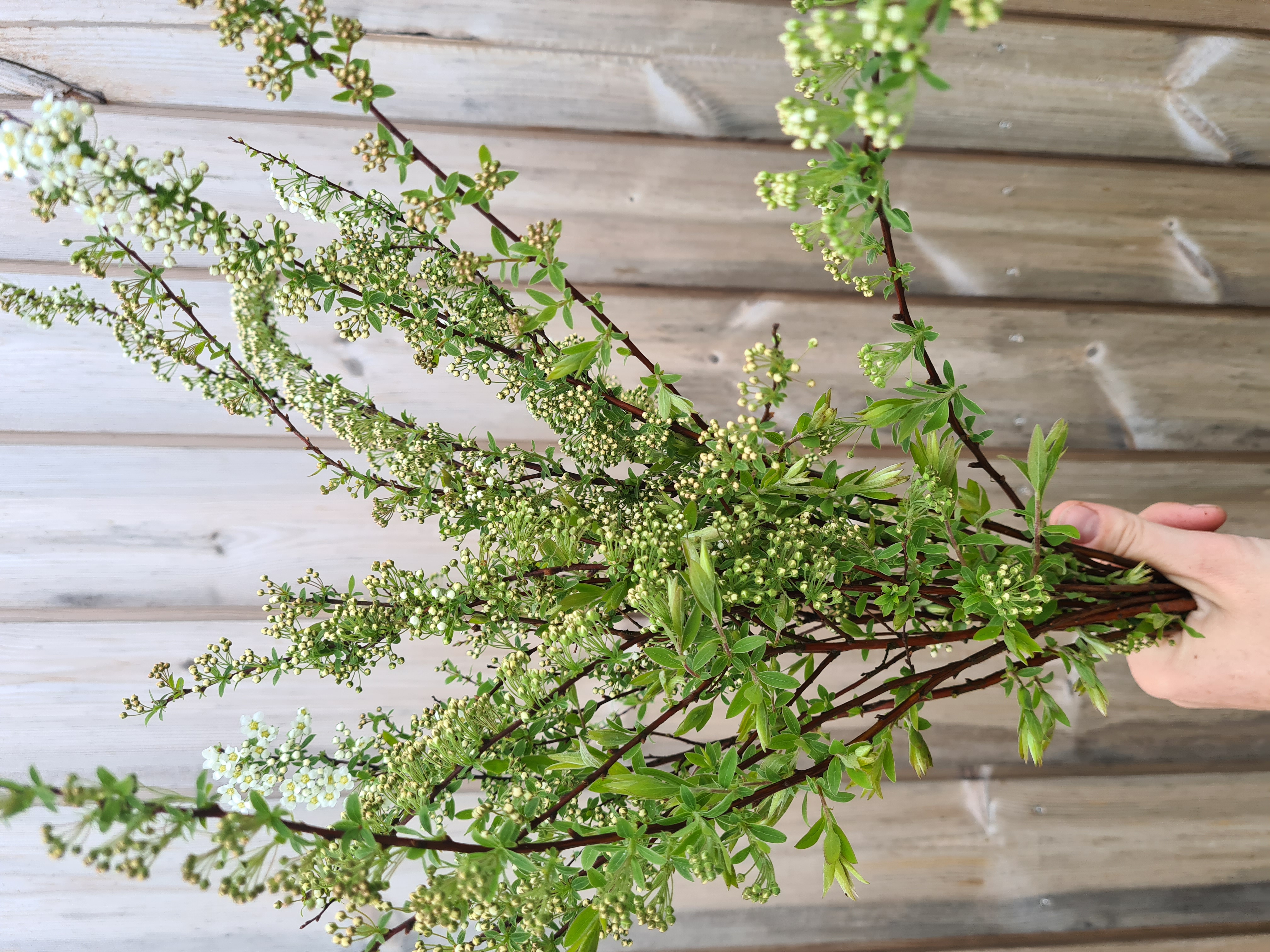 Lanksvos Grefsheim, 10vnt.