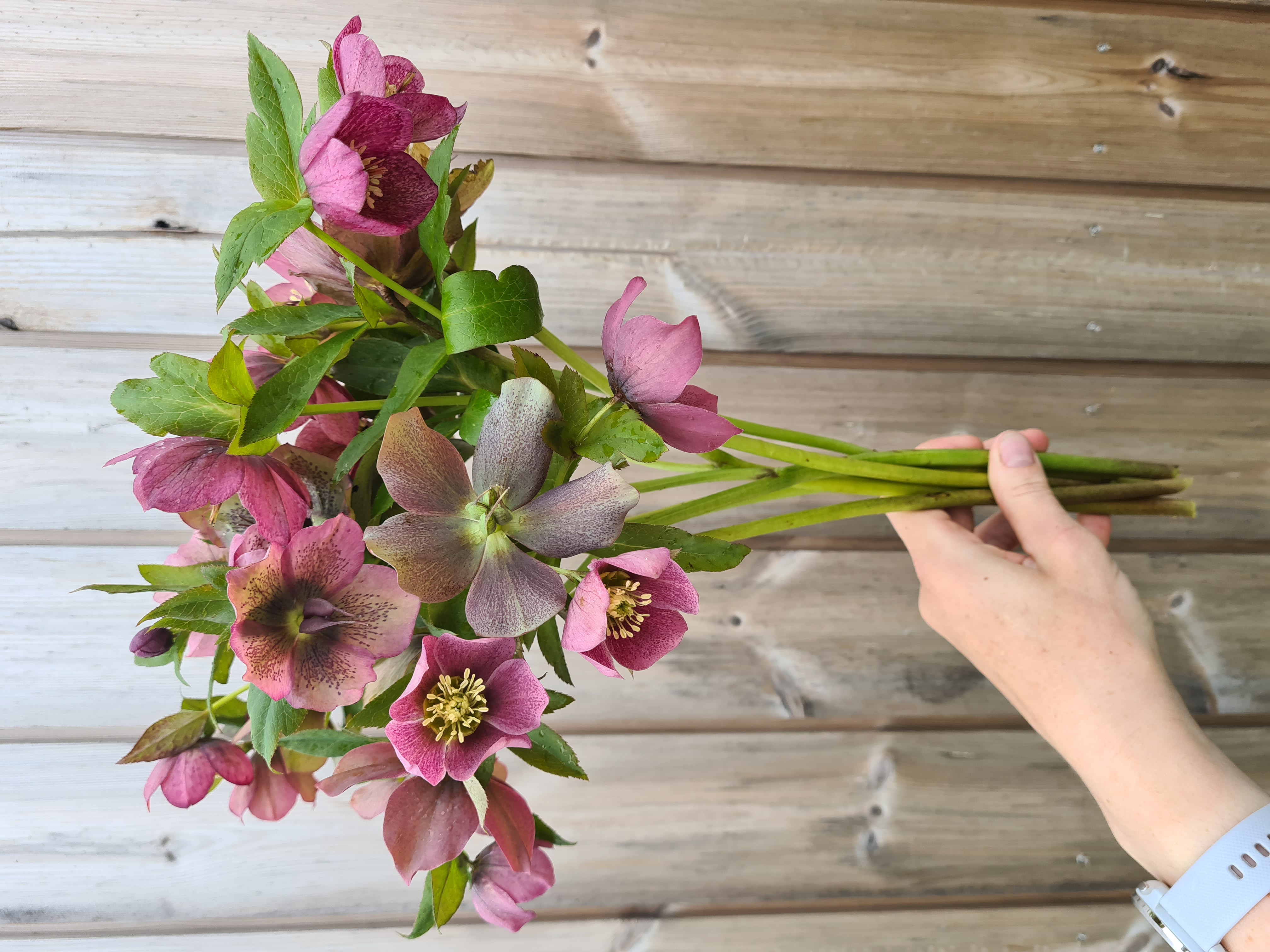 Eleborai violetiniai (Helleborus) 30cm+ 10vnt.