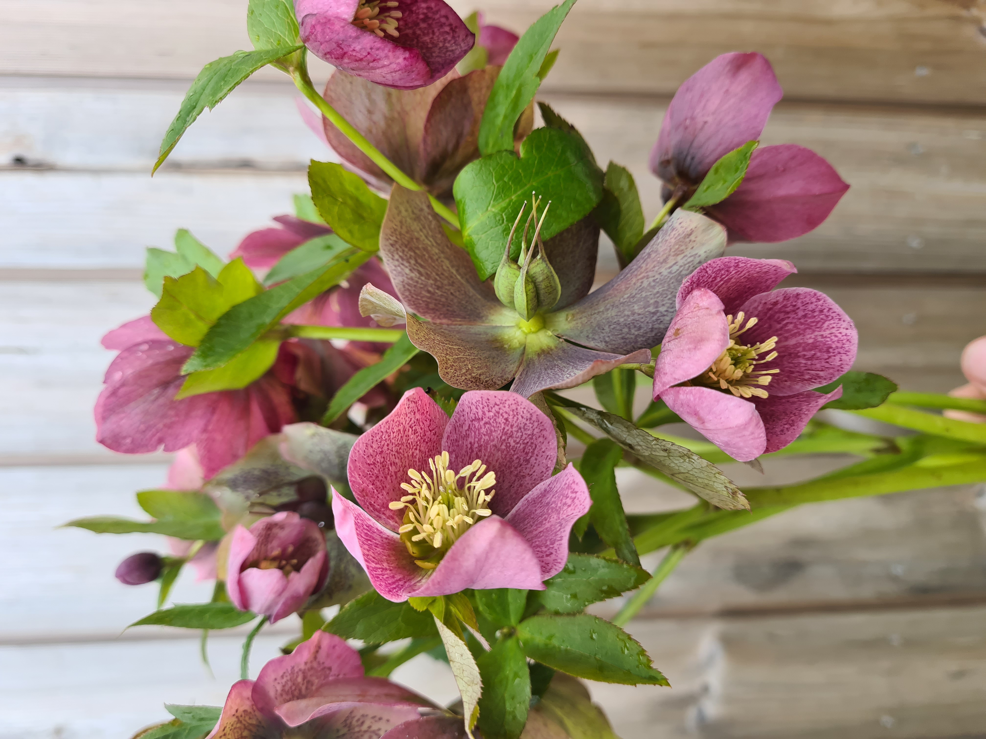 Eleborai violetiniai (Helleborus) 30cm+ 10vnt.