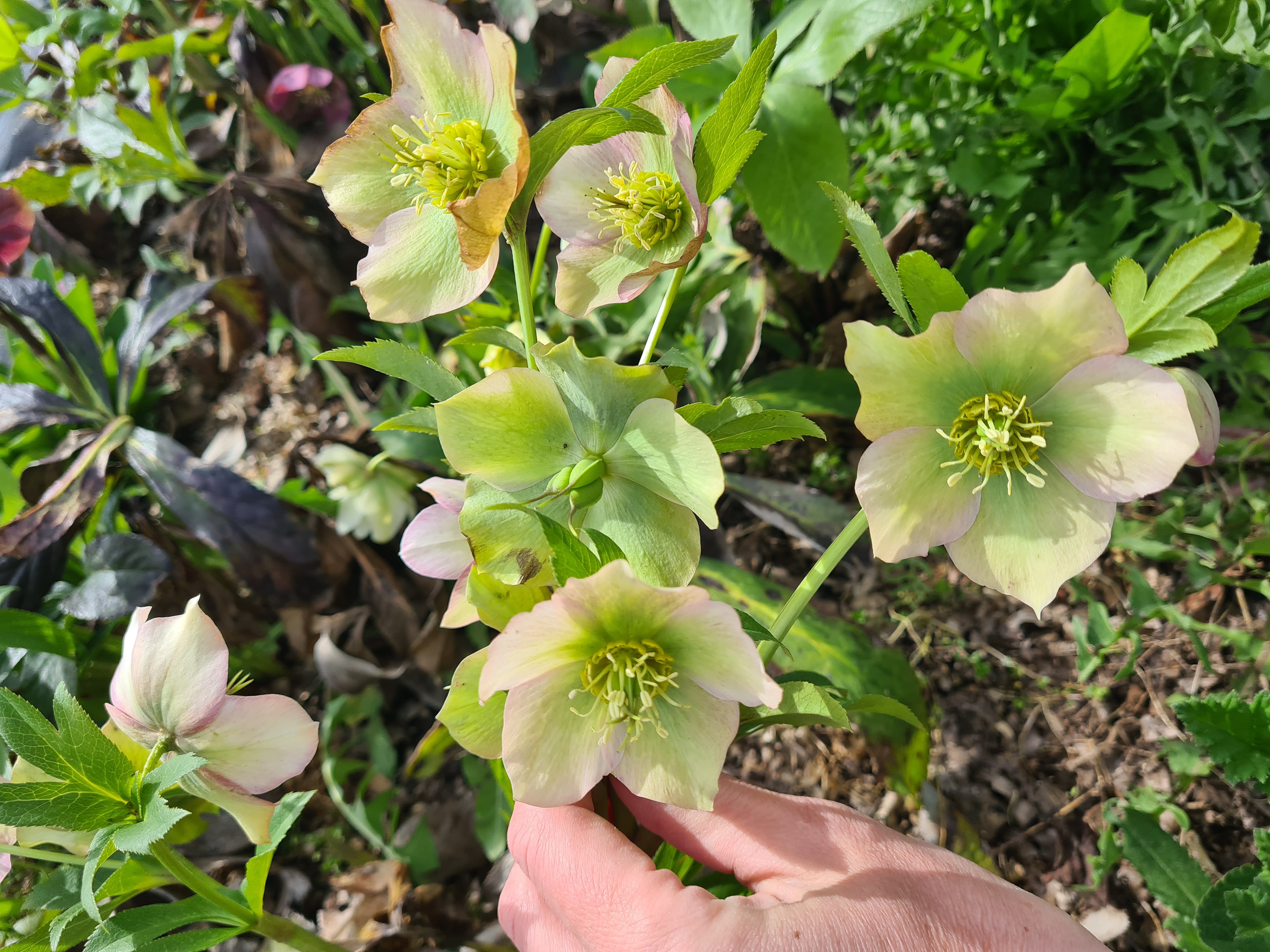 Eleborai rausvi (Helleborus) 30cm+ 10vnt.