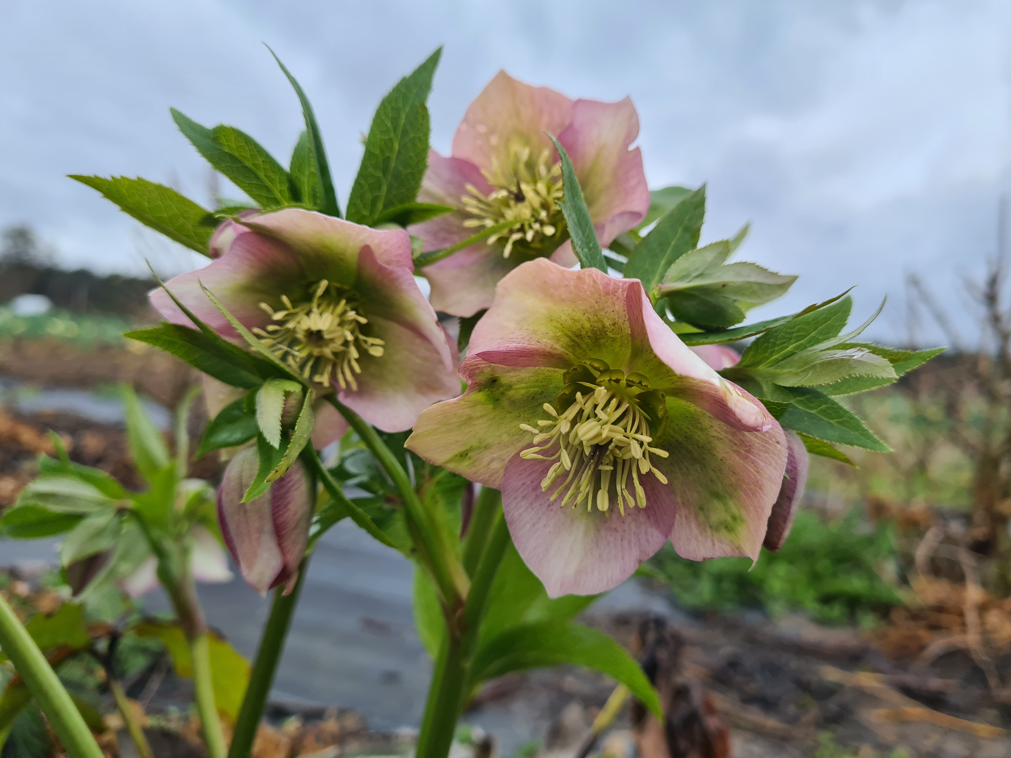 Eleborai rausvi (Helleborus) 30cm+ 10vnt.