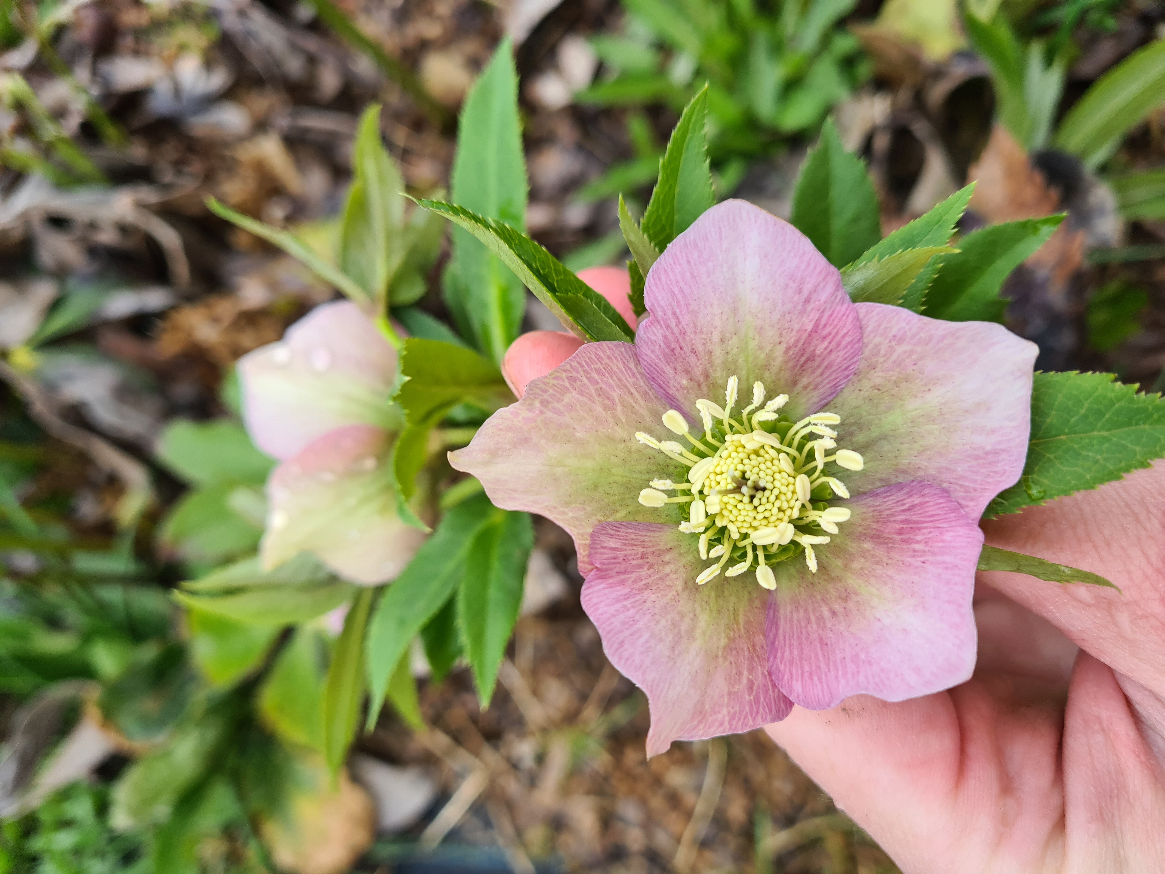 Eleborai rausvi (Helleborus) 30cm+ 10vnt.