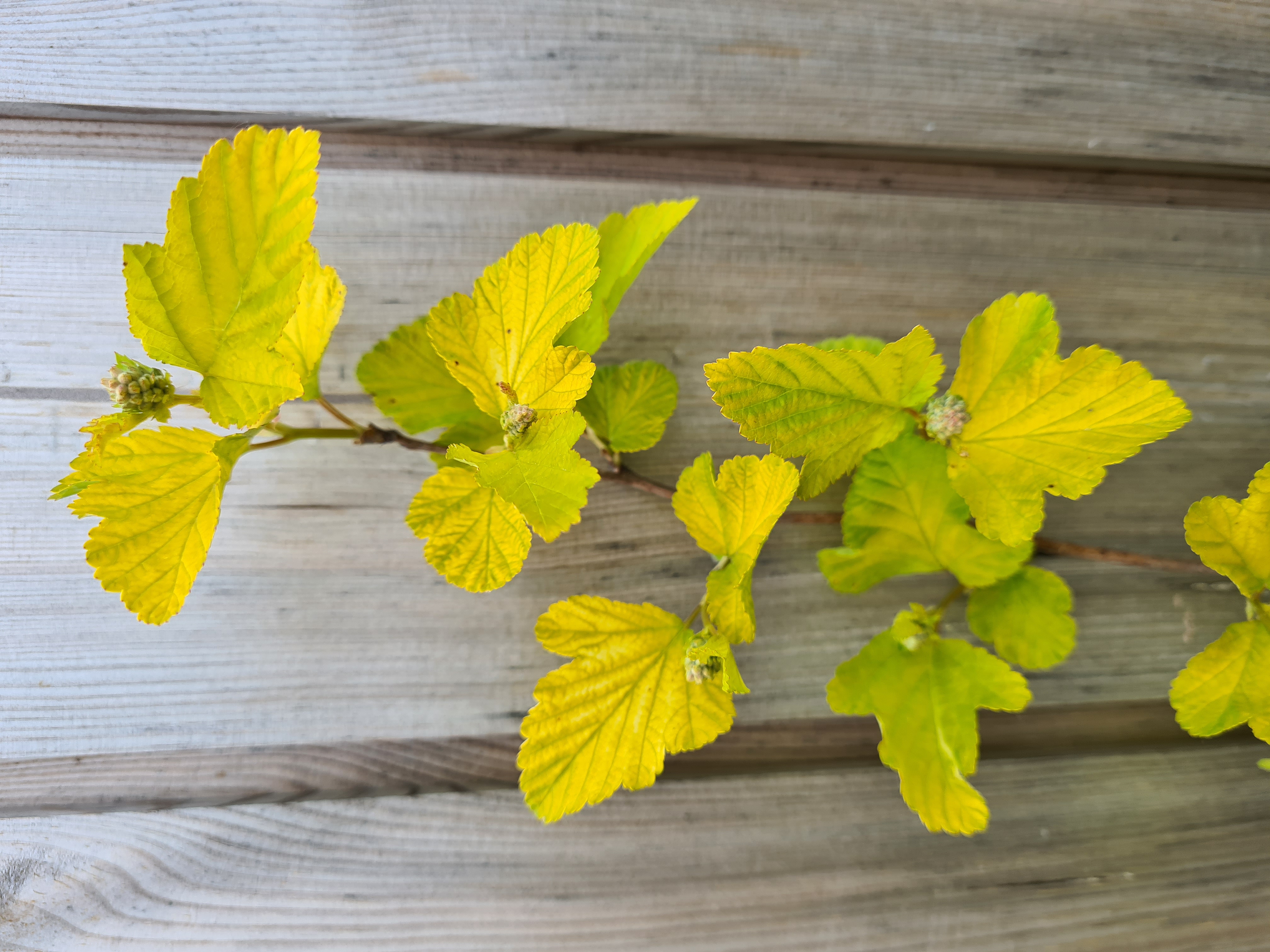 Physocarpus opulifolius DART'S GOLD 50cm+ 10vnt. (pūslenis)