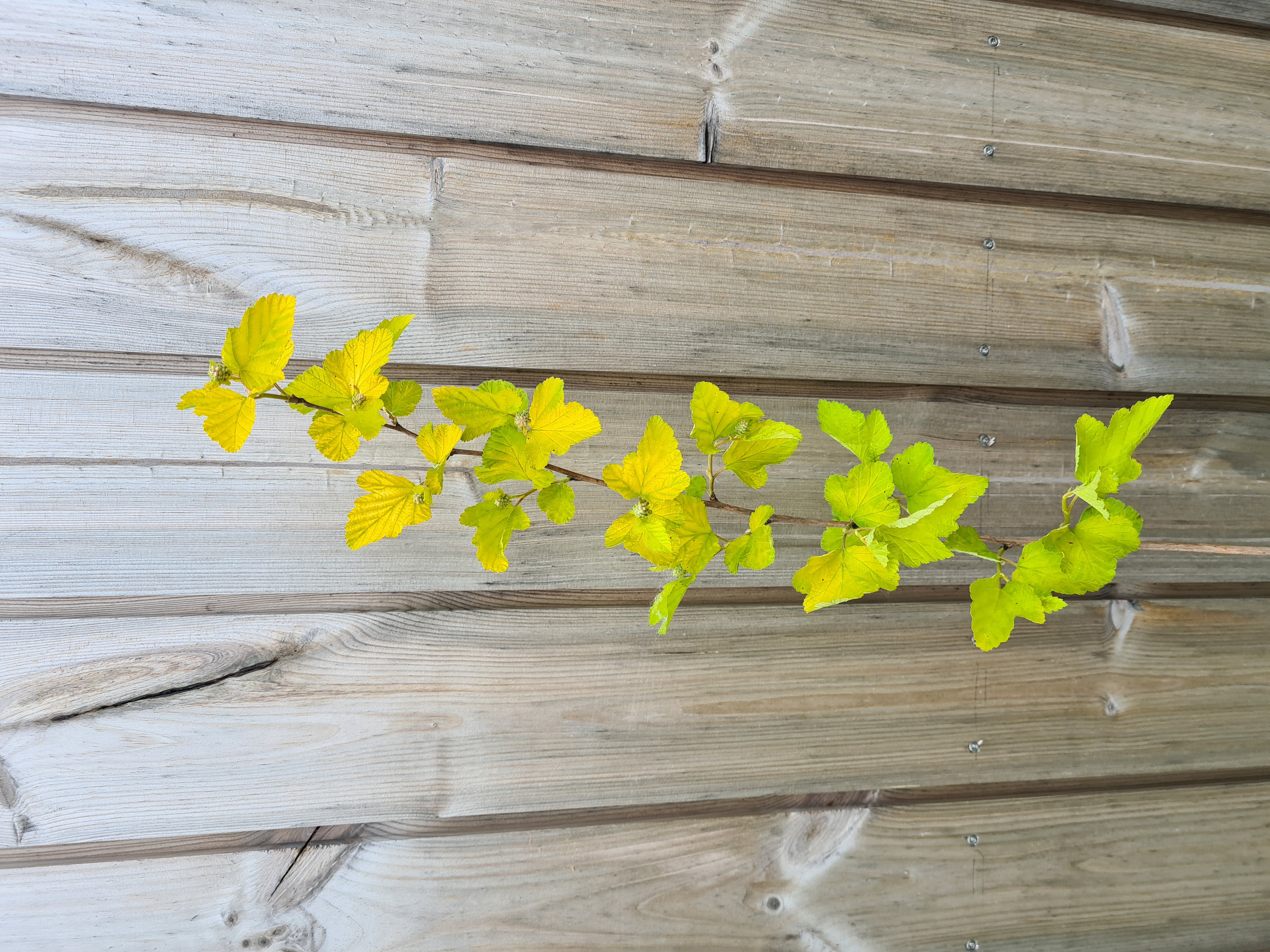 Physocarpus opulifolius DART'S GOLD 50cm+ 10vnt. (pūslenis)