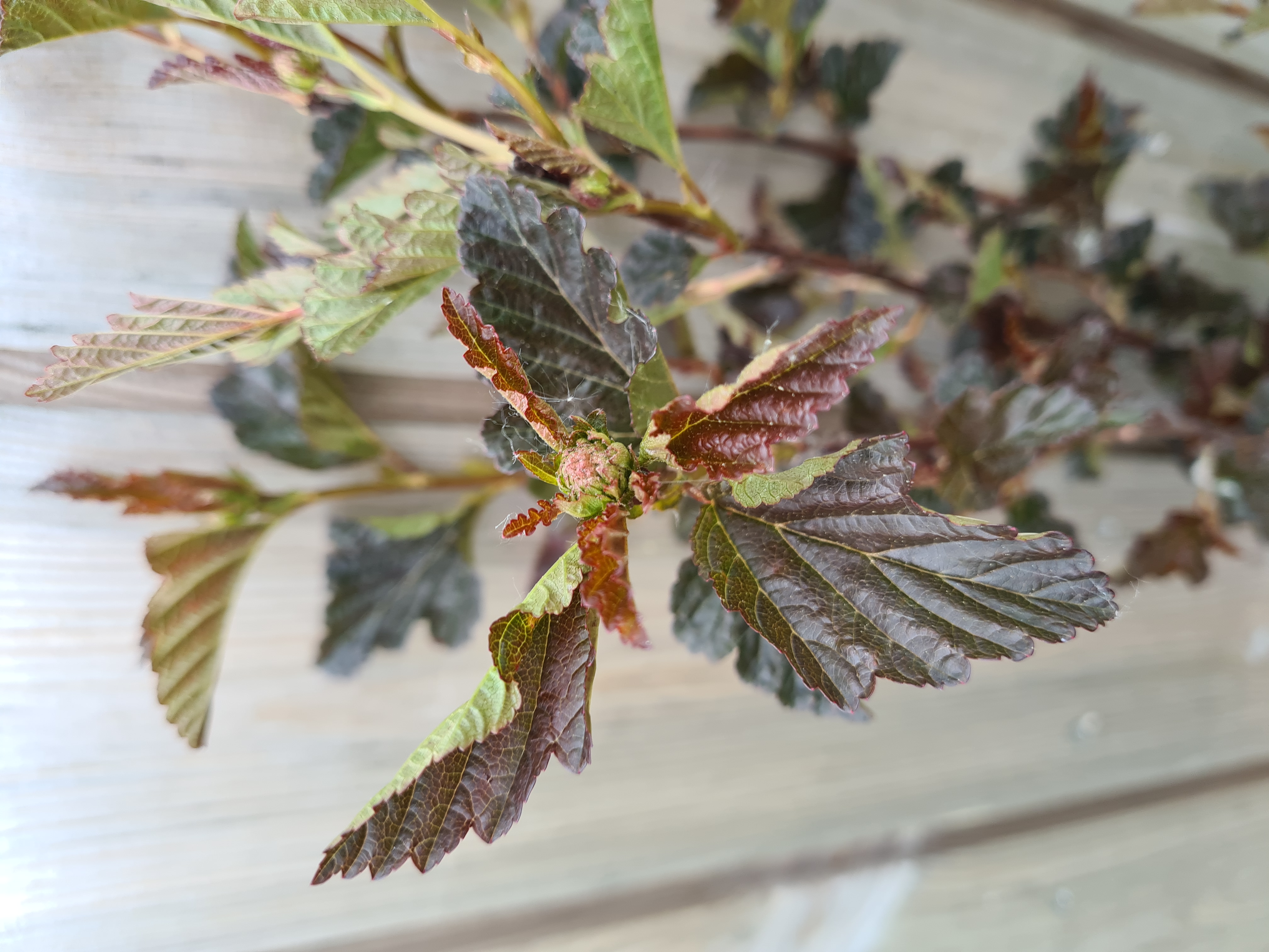Physocarpus opulifolius DIABOLO 50cm+ 10vnt. (pūslenis)