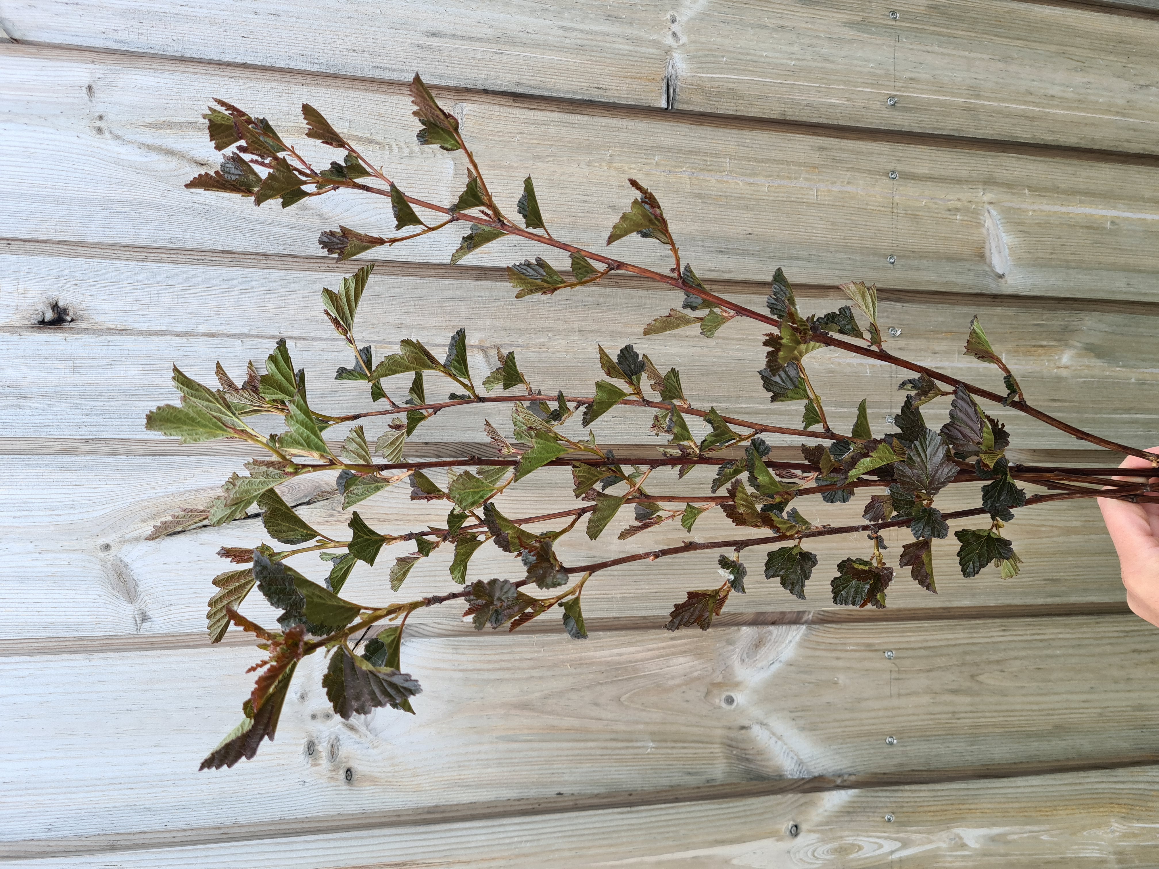 Physocarpus opulifolius DIABOLO 50cm+ 10vnt. (pūslenis)