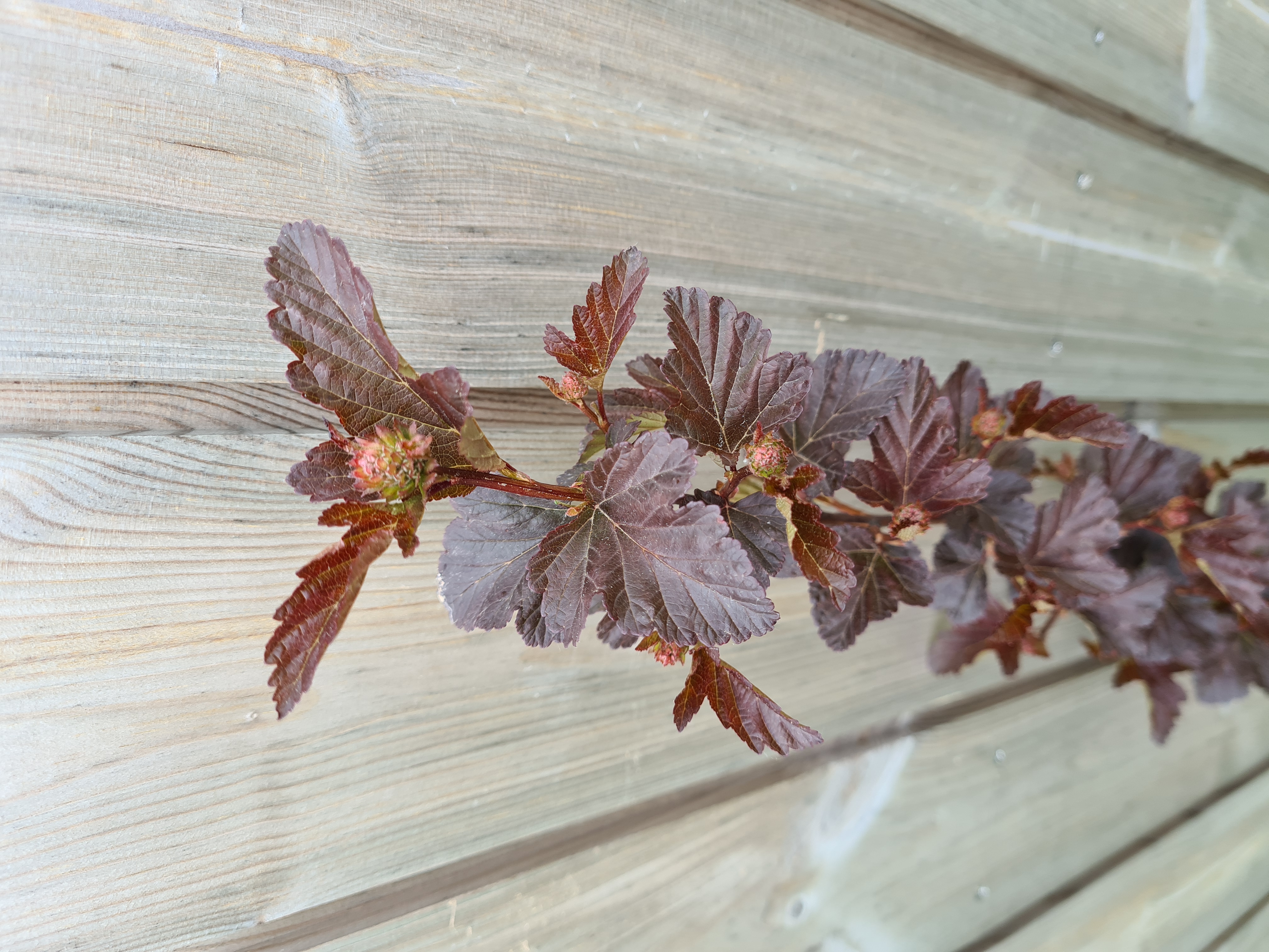 Physocarpus opulifolius DIABOLO 50cm+ 10vnt. (pūslenis)