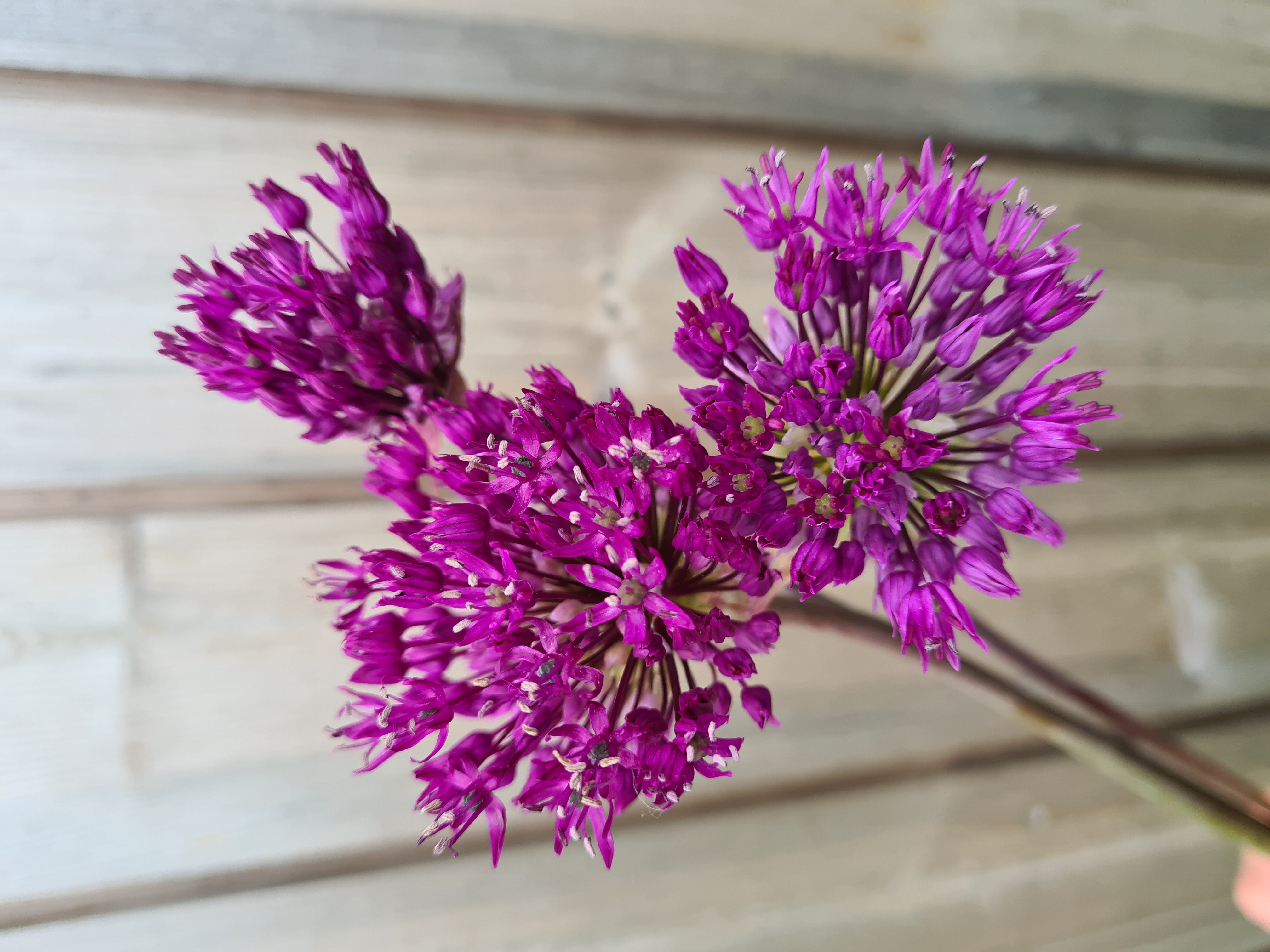 Allium PURPLE SENSATION 40cm+ 10vnt.