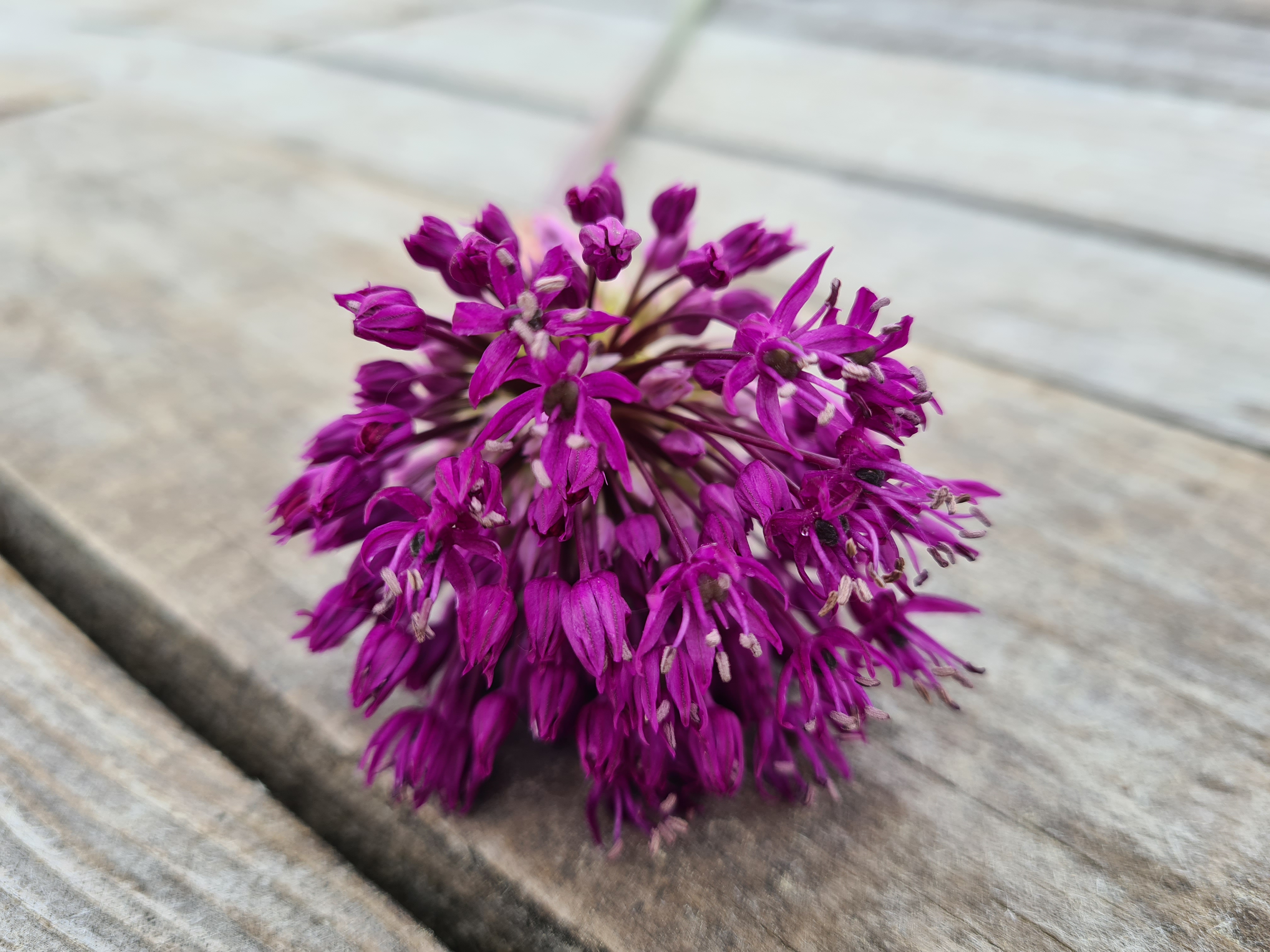 Allium PURPLE SENSATION 40cm+ 10vnt.