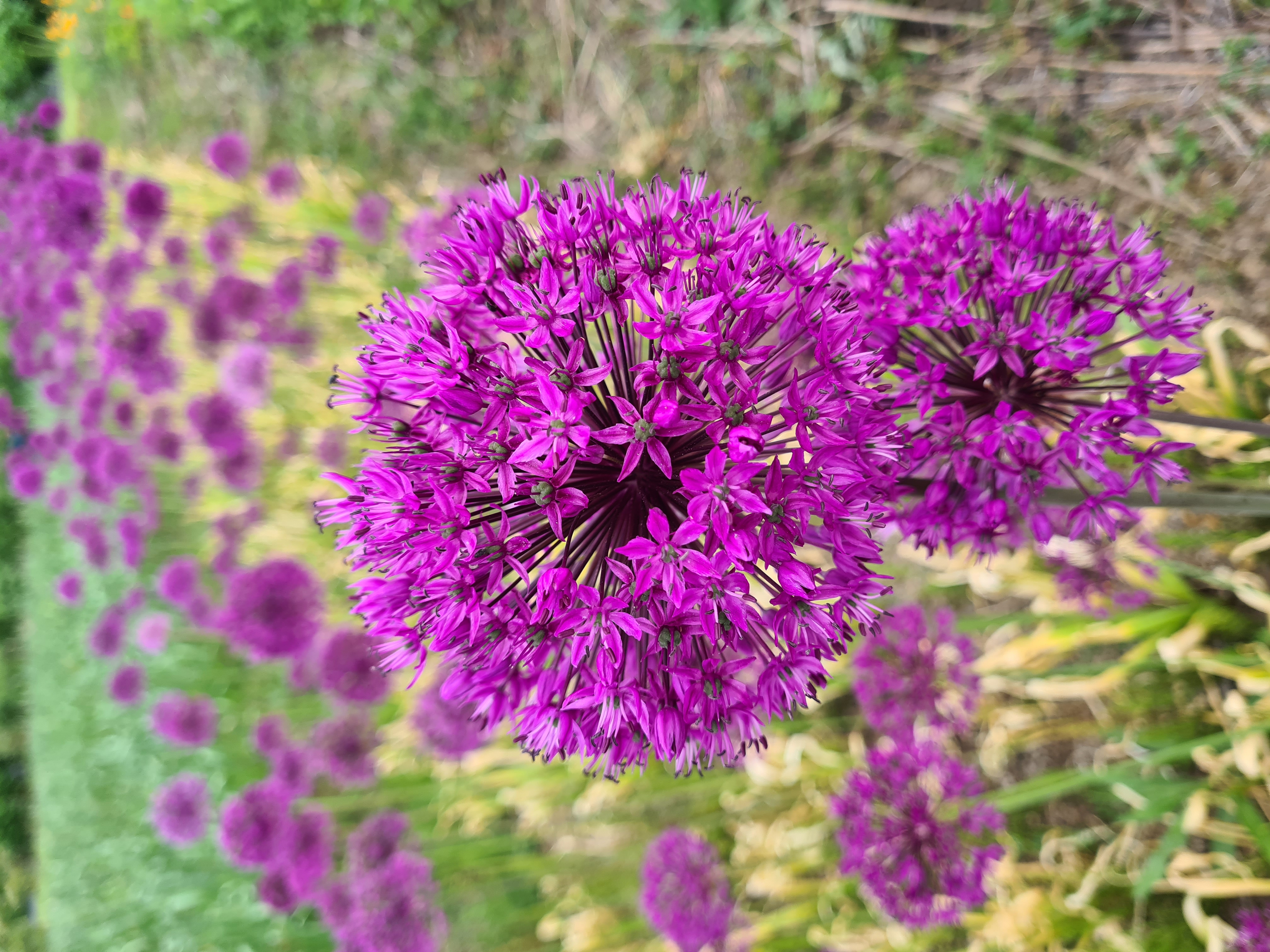 Allium PURPLE SENSATION 40cm+ 10vnt.