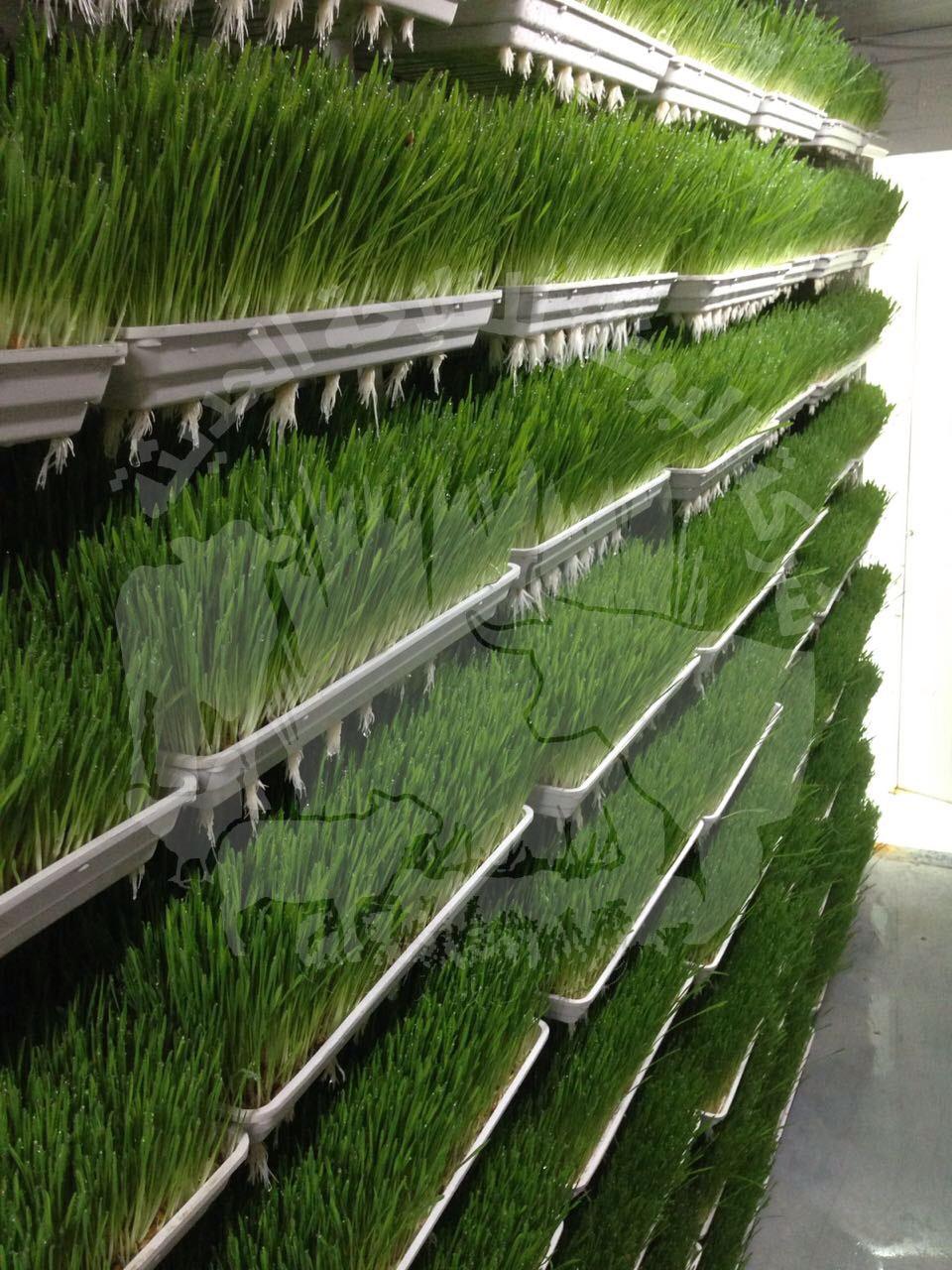 Unité d'orge Hydroponique