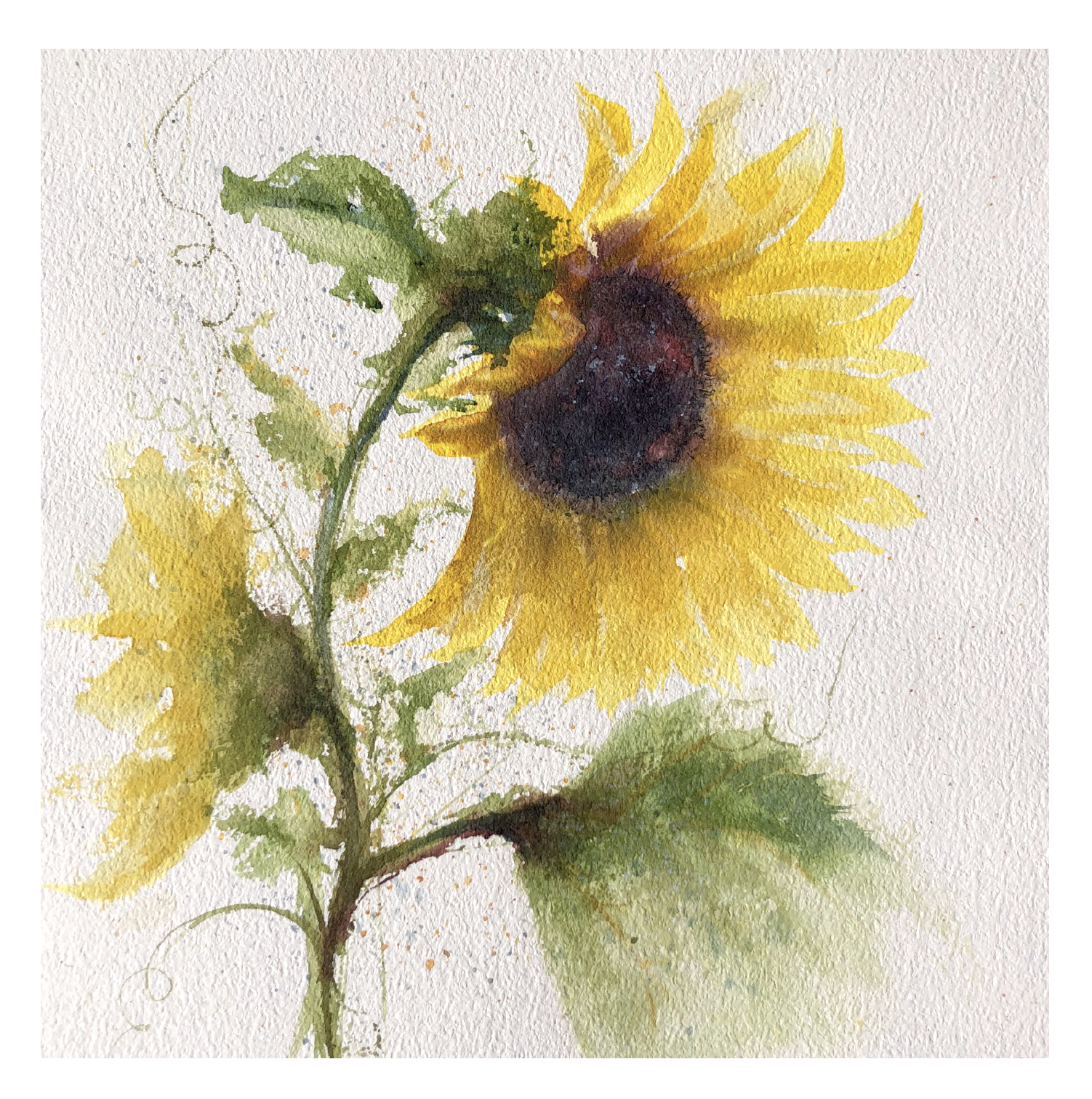 Sunflower For Kim