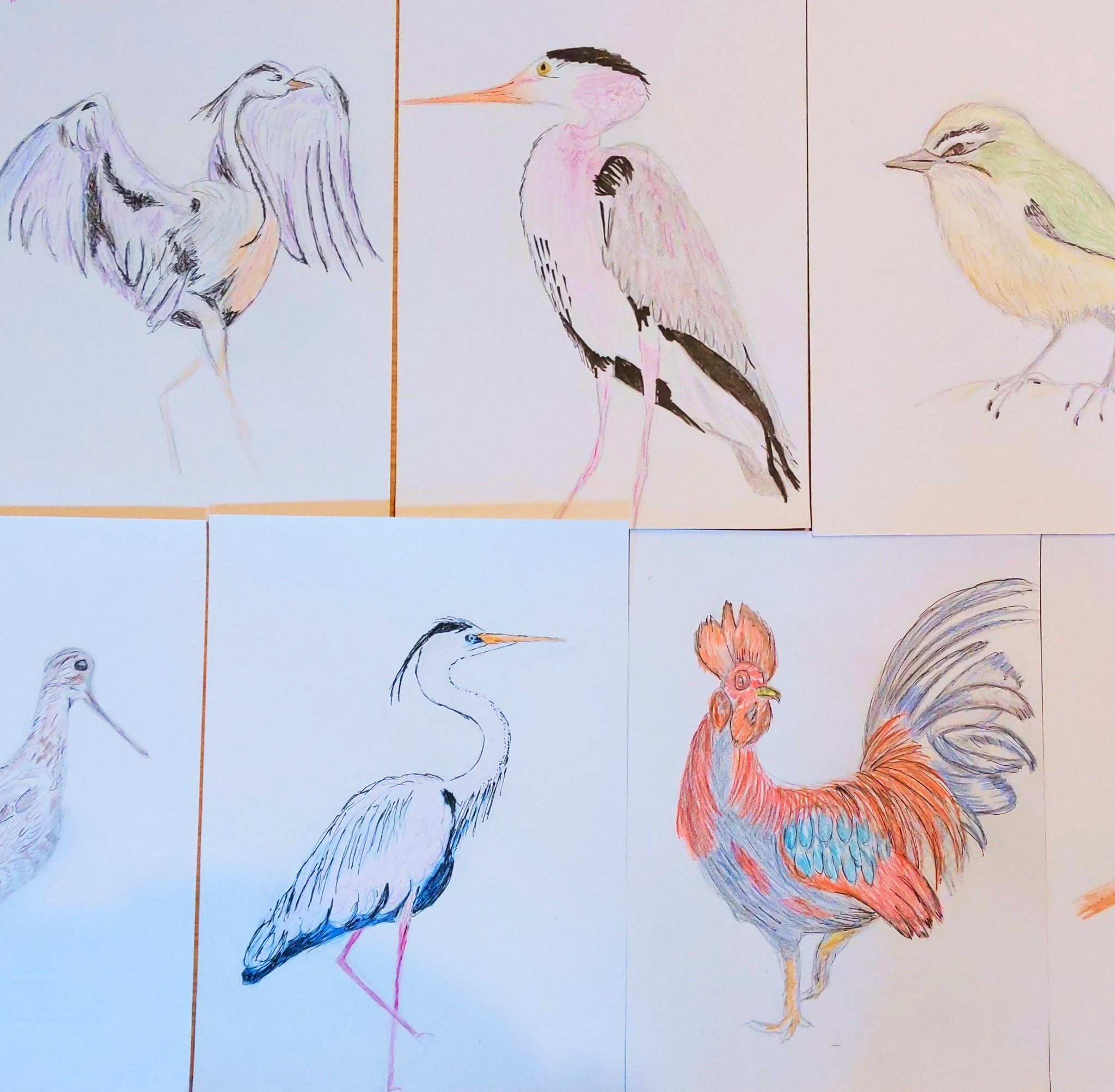 Beautiful birds