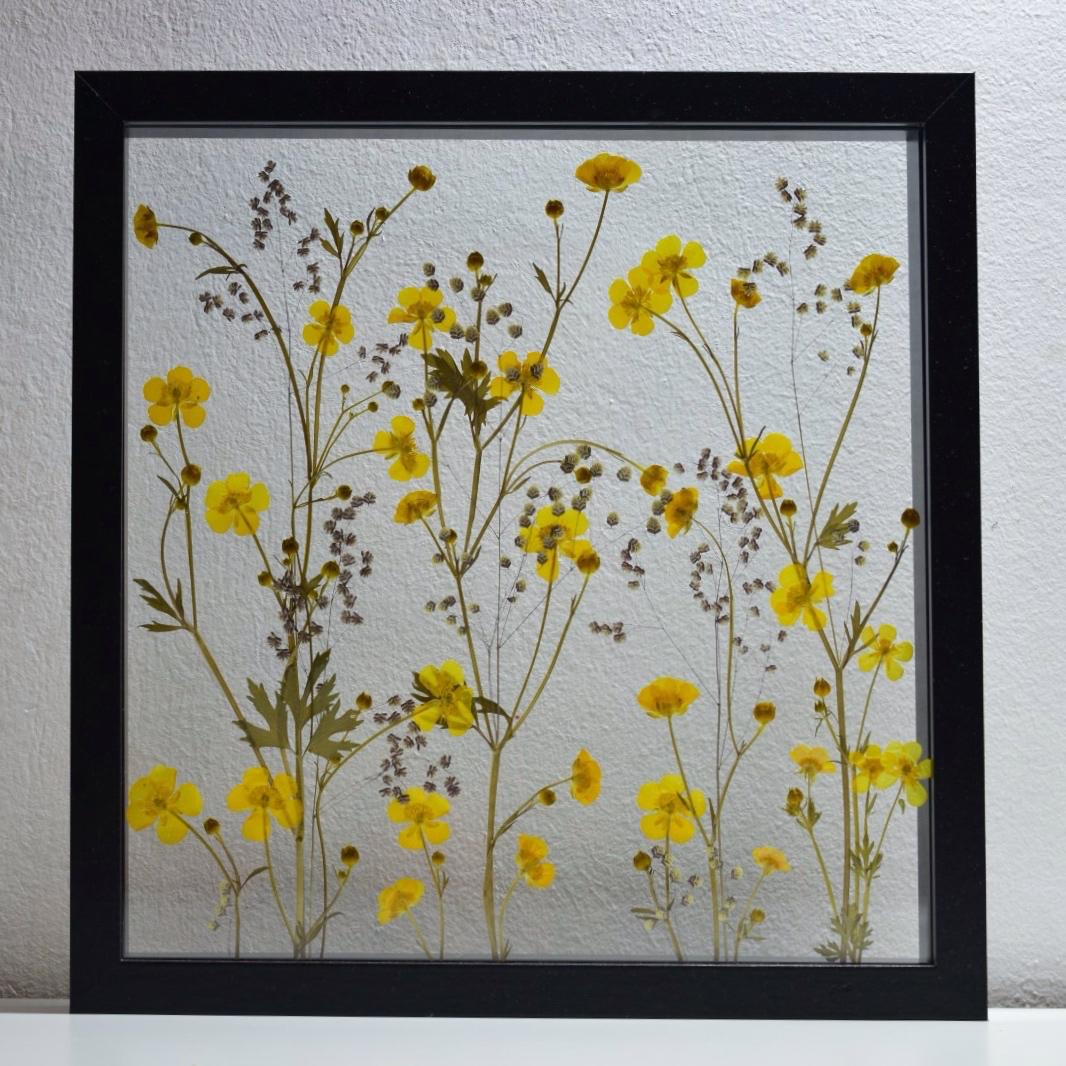 PICIORUL COCOȘULUI PĂTRAT