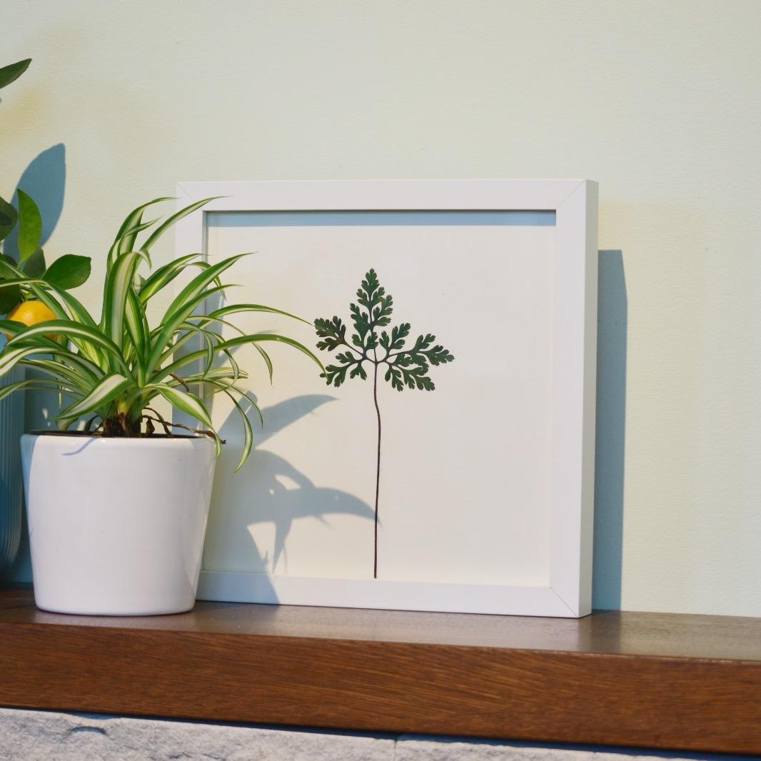 Iarba-Sângelui (Geranium robertianum)