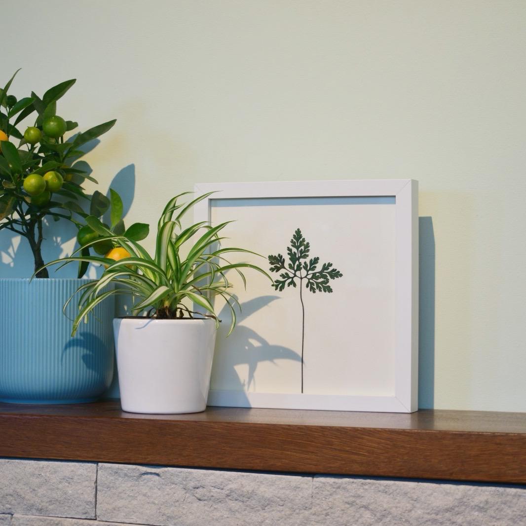 Iarba-Sângelui (Geranium robertianum)