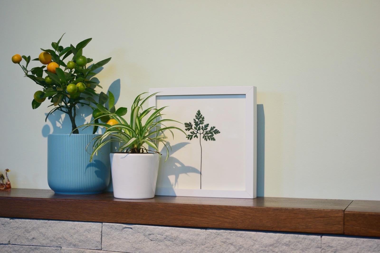 Iarba-Sângelui (Geranium robertianum)