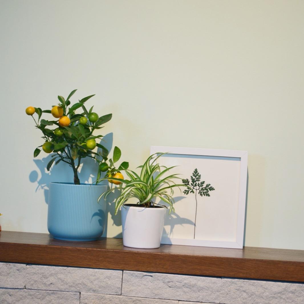 Iarba-Sângelui (Geranium robertianum)