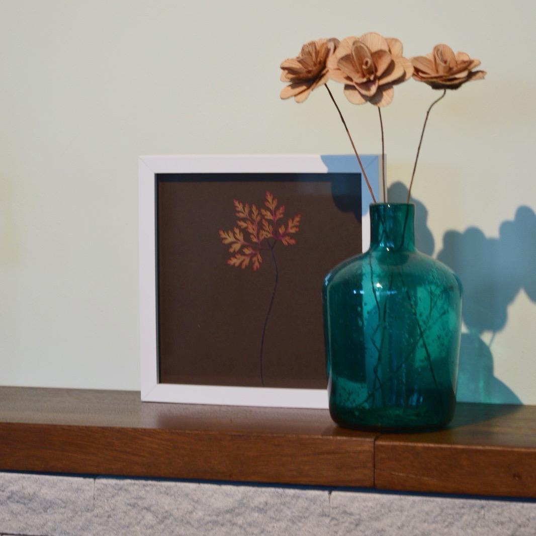 Iarba-Sângelui de toamnă (Geranium robertianum)