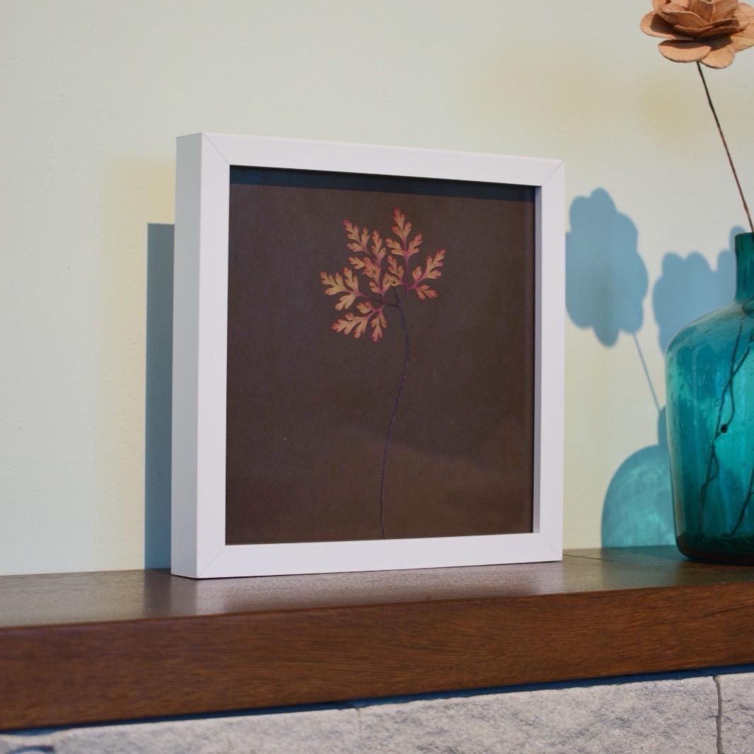 Iarba-Sângelui de toamnă (Geranium robertianum)