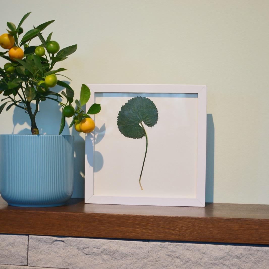 Frunză de pădure presată