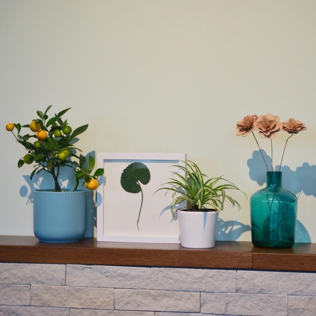 Frunză de pădure presată