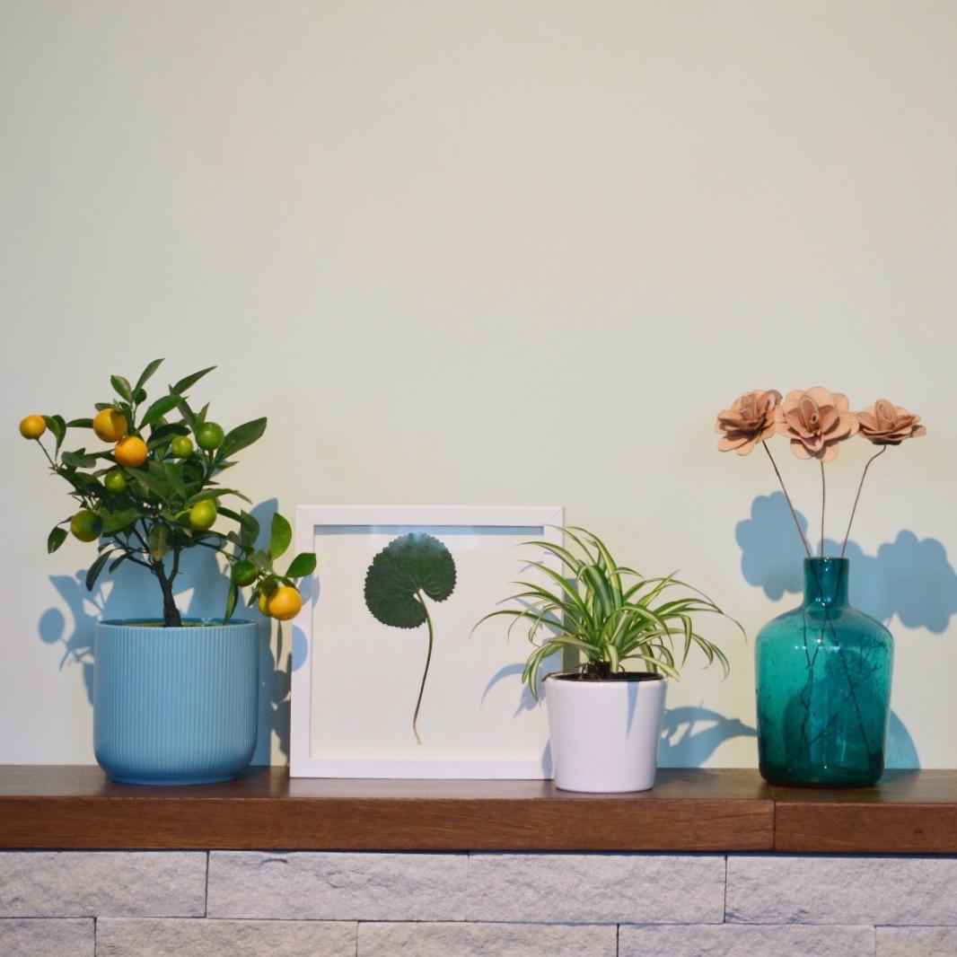 Frunză de pădure presată