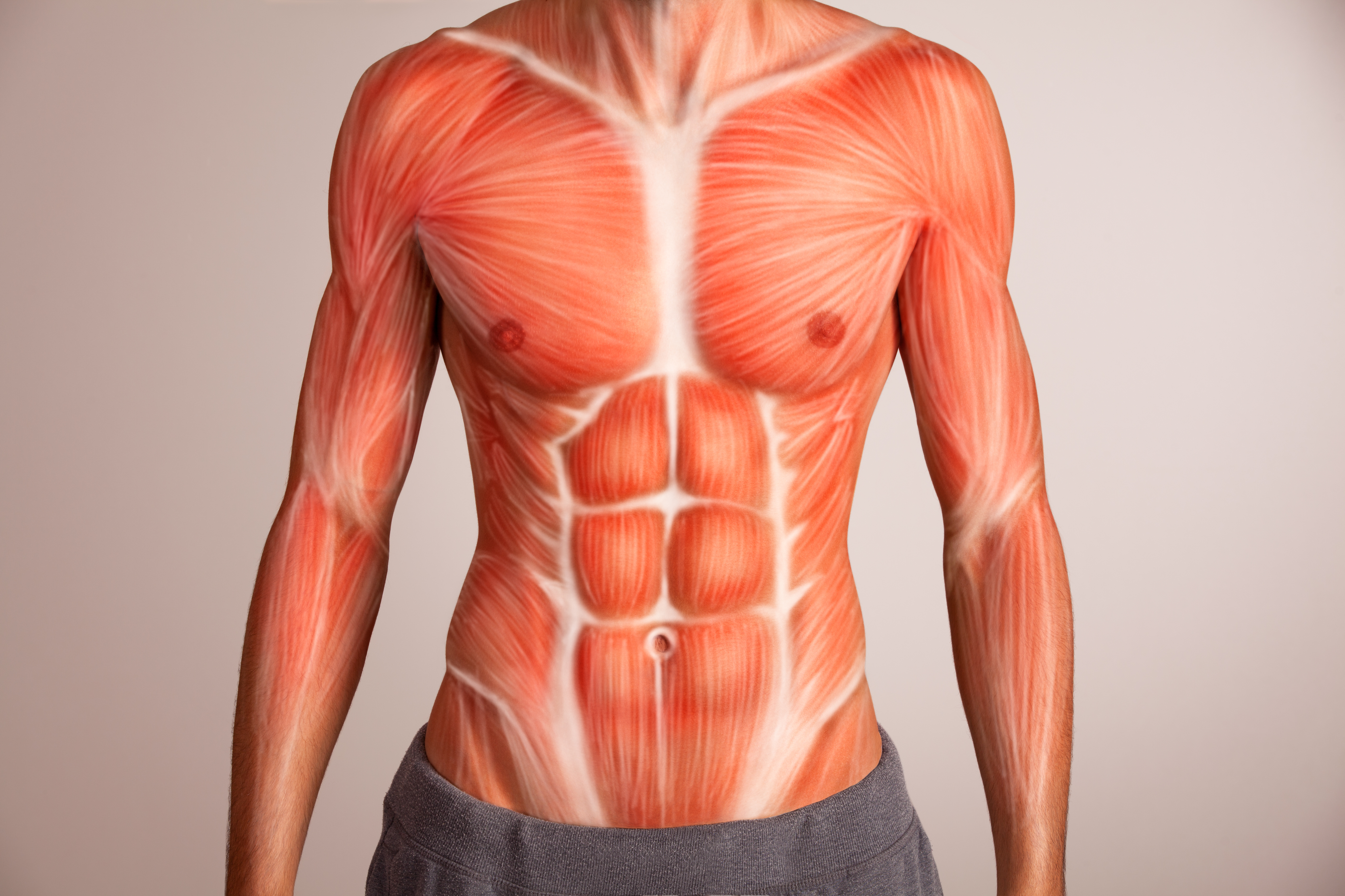 Composition Analysis & Practical Application of the Torso