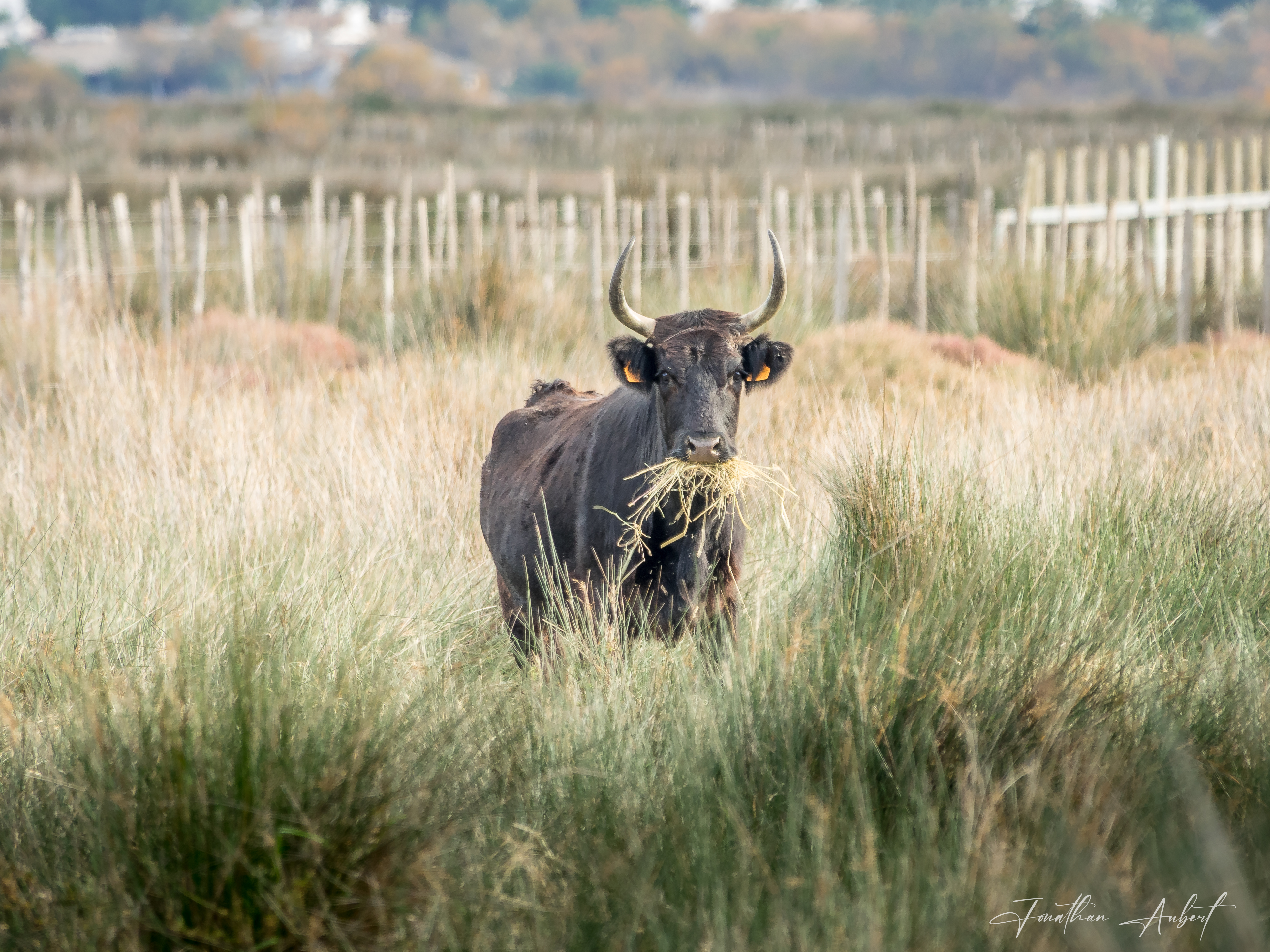 Majesté en Camargue