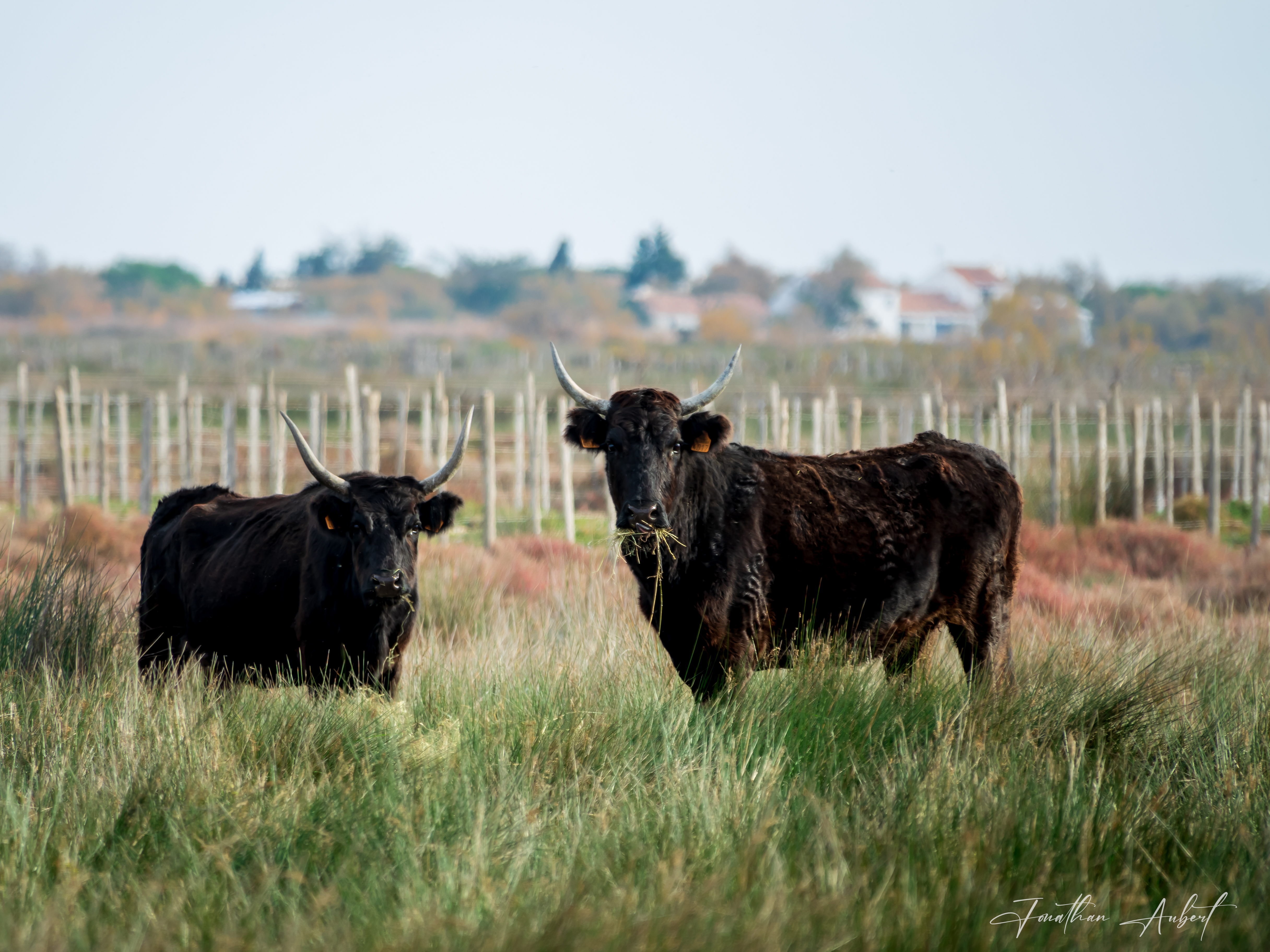 Gardiens de la Camargue